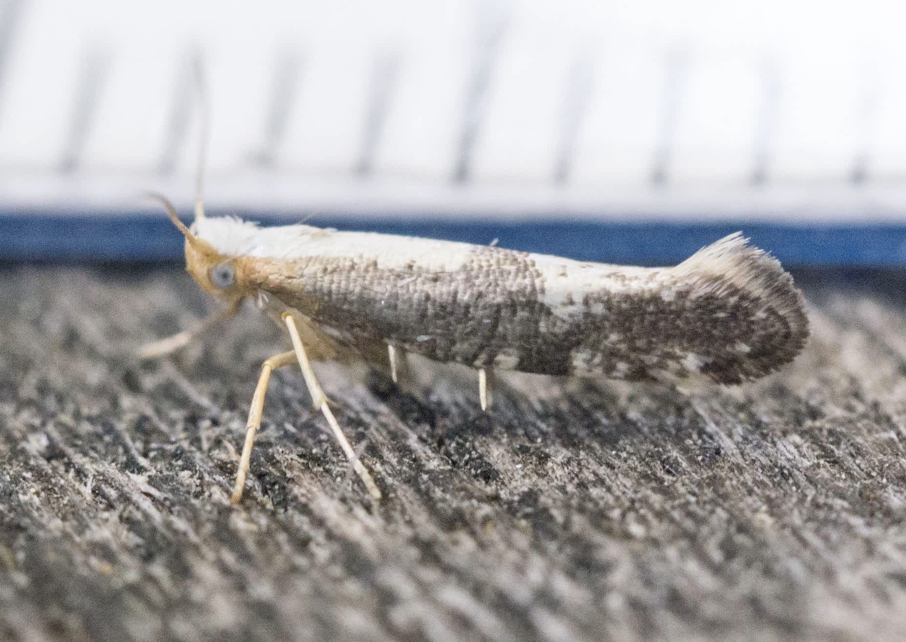 Blackthorn Argent (Argyresthia spinosella) photographed in Somerset by Robert Kelsh