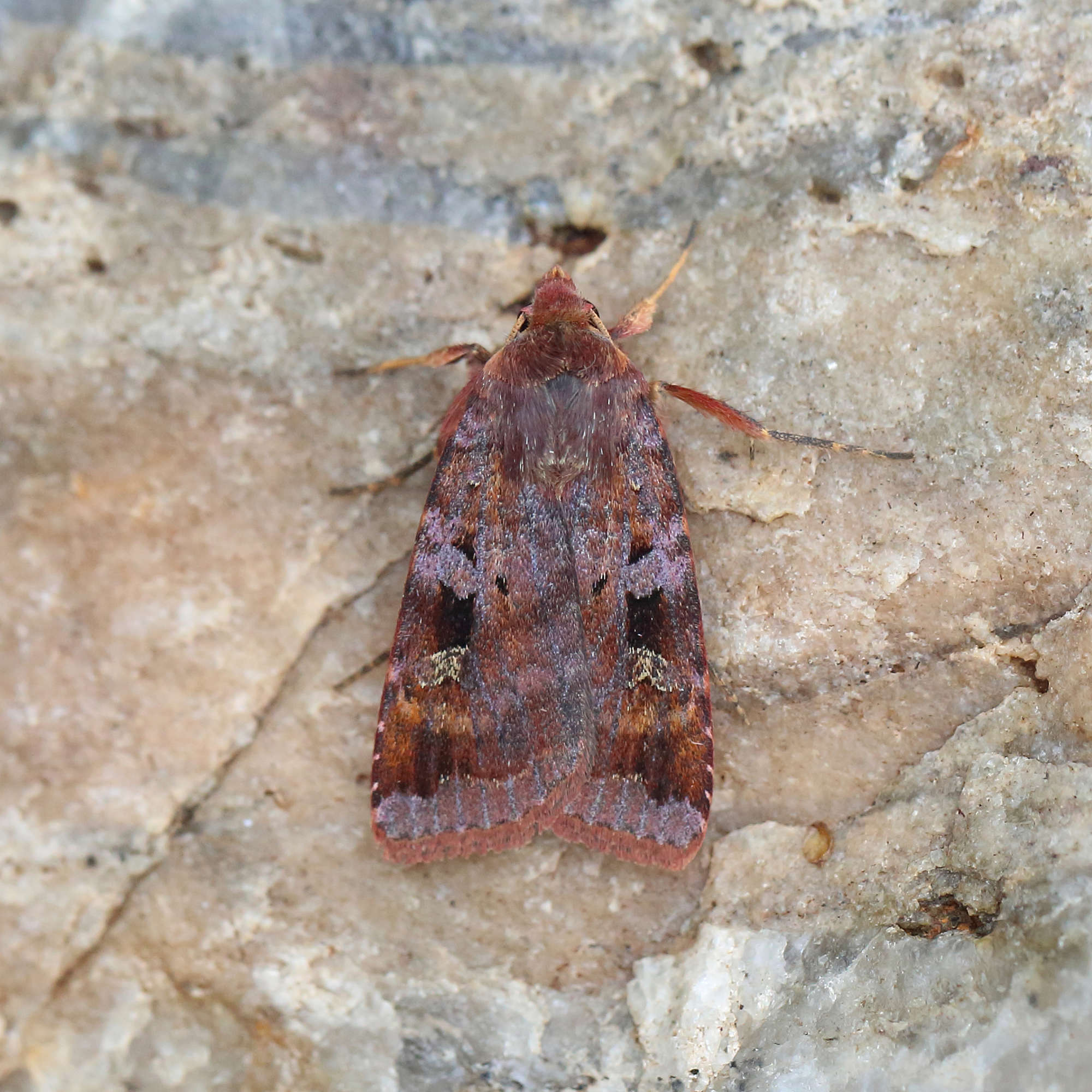 Purple Clay (Diarsia brunnea) photographed in Somerset by Nigel Voaden