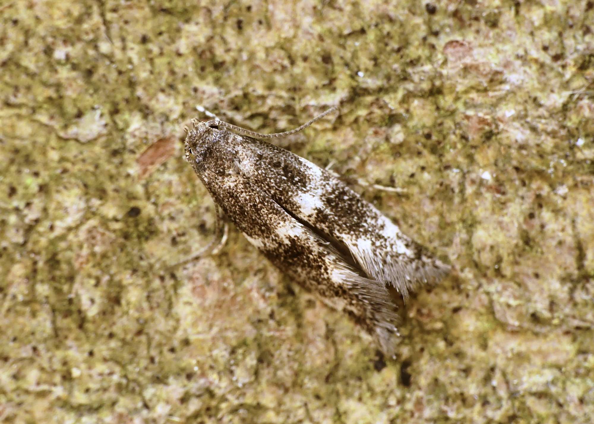 Black-headed Dwarf (Elachista atricomella) photographed in Somerset by Paul Wilkins