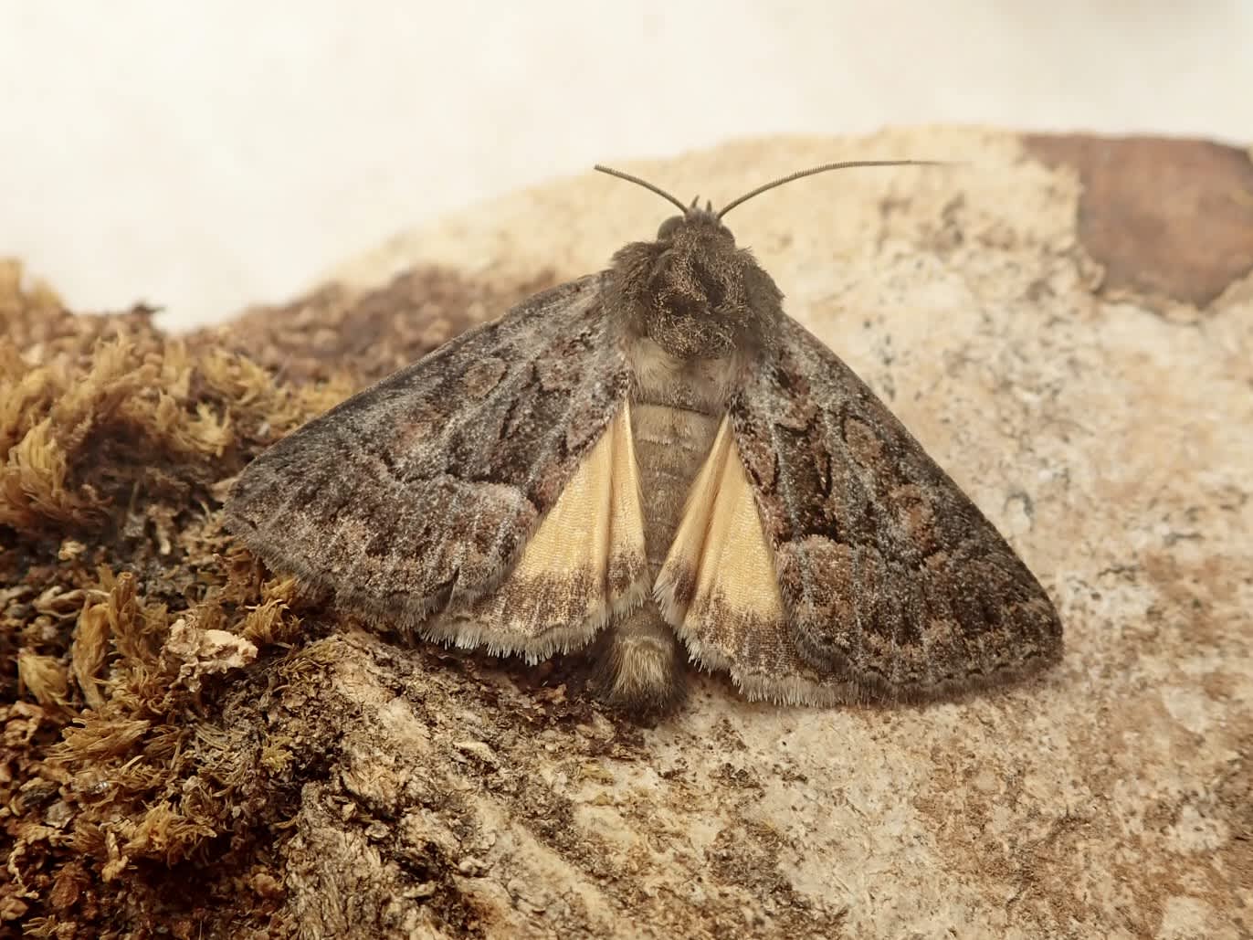 Straw Underwing (Thalpophila matura) photographed in Somerset by Sue Davies