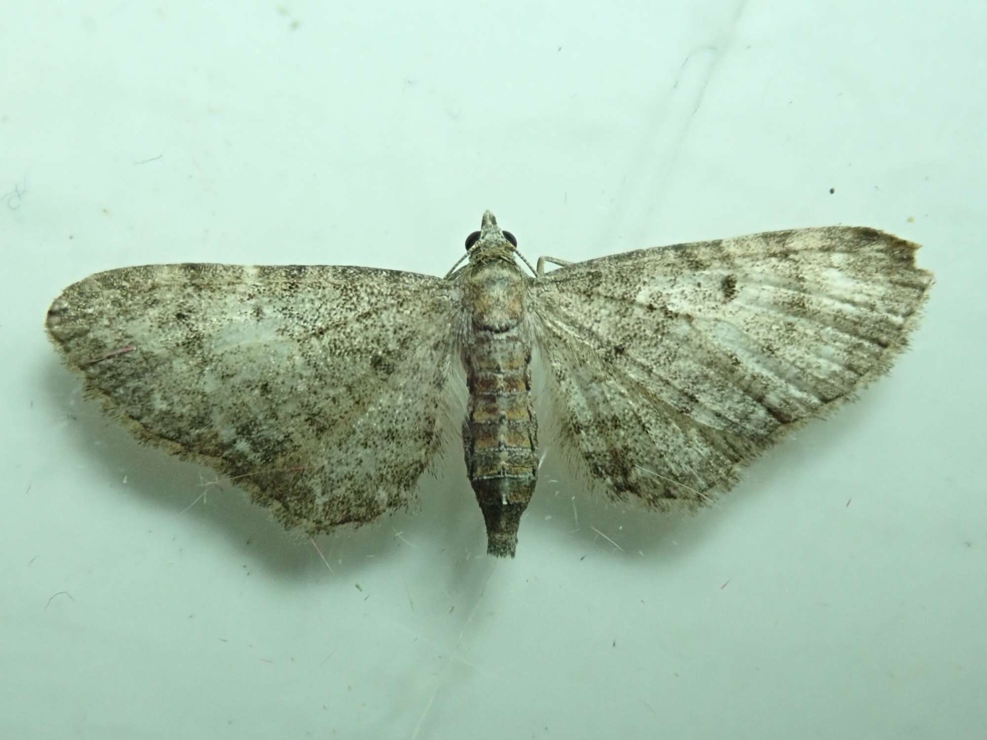 Grey Pug (Eupithecia subfuscata) photographed in Somerset by Christopher Iles