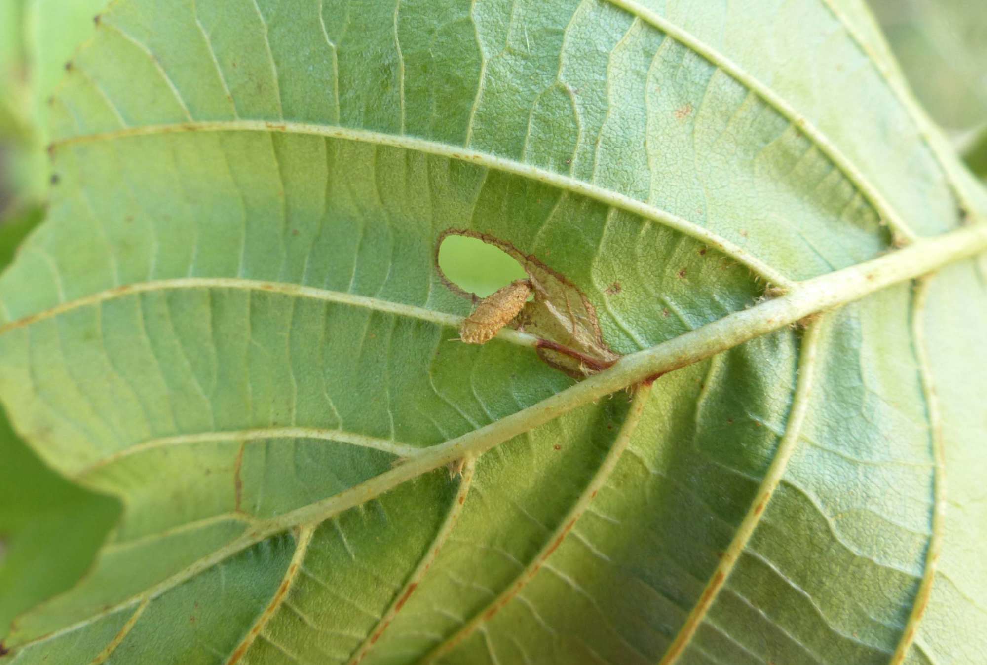 Alder Lift (Heliozela resplendella) photographed in Somerset by Jenny Vickers