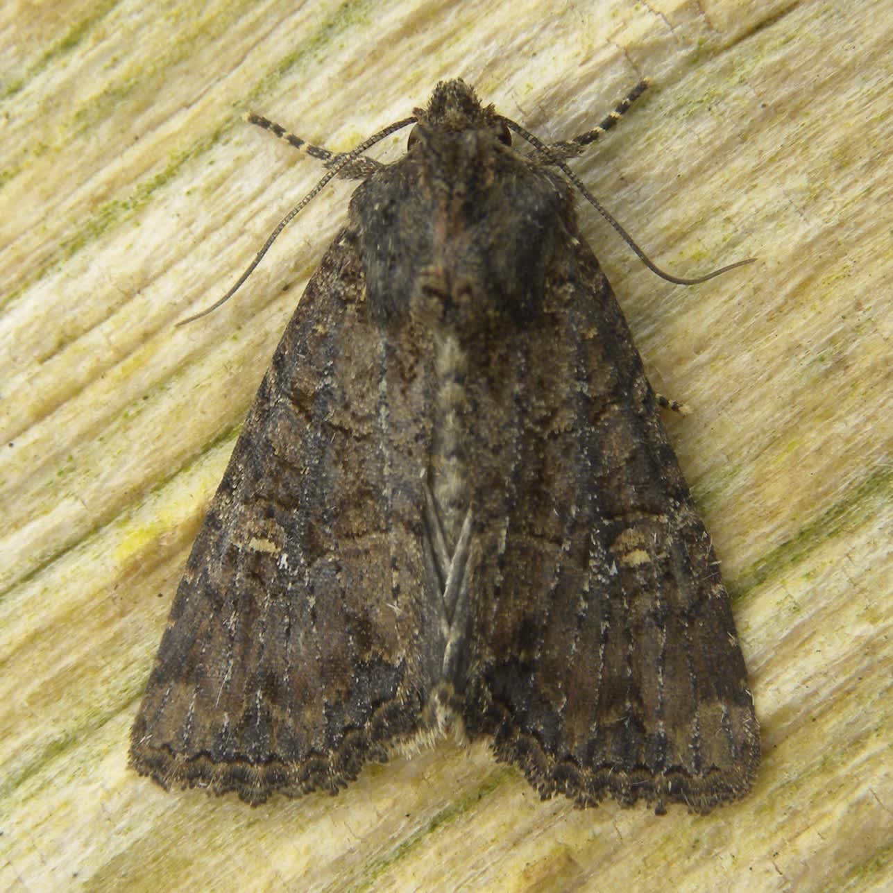 Common Rustic (Mesapamea secalis) photographed in Somerset by Sue Davies