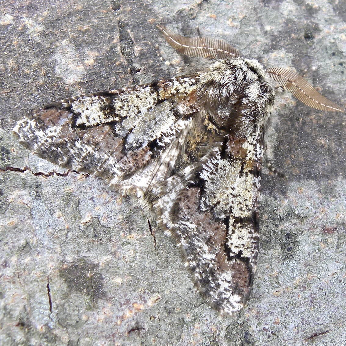 Oak Beauty (Biston strataria) photographed in Somerset by Sue Davies