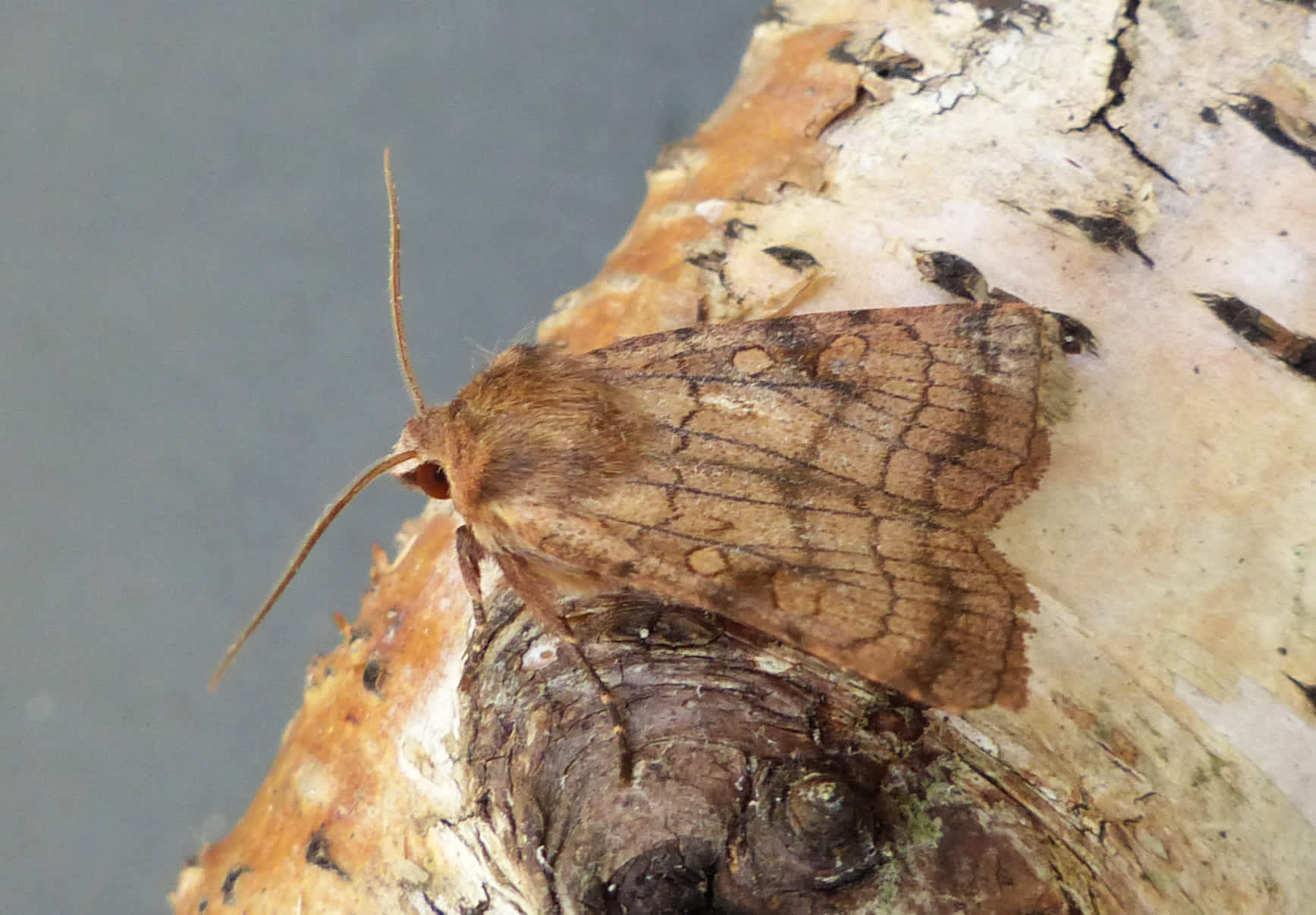 Six-striped Rustic (Xestia sexstrigata) photographed in Somerset by Jenny Vickers