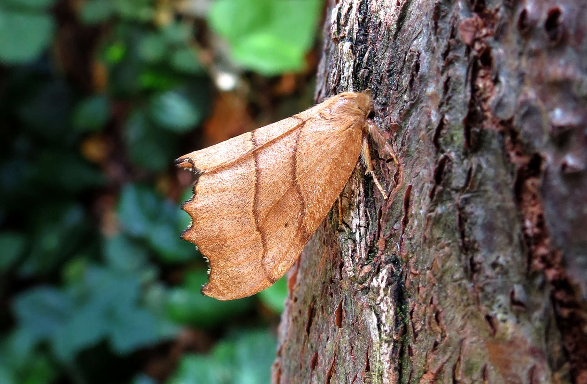 Scalloped Hook-tip (Falcaria lacertinaria) photographed in Somerset by Steve Chapple