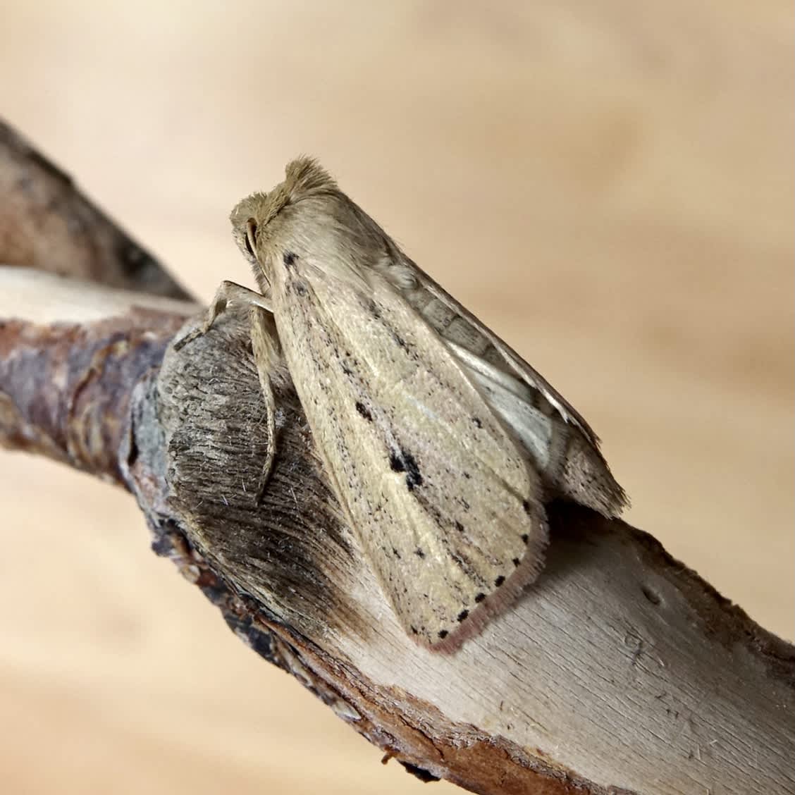 Webb's Wainscot (Globia sparganii) photographed in Somerset by Sue Davies