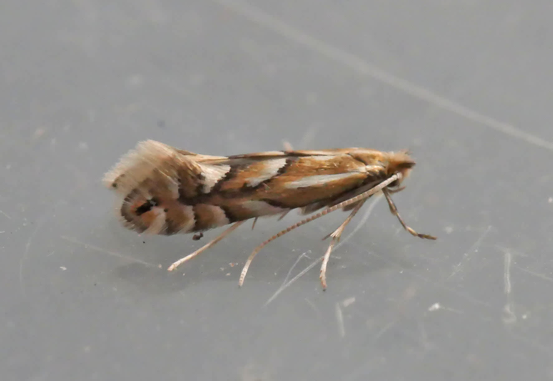 Beech Midget (Phyllonorycter maestingella) photographed in Somerset by Jenny Vickers