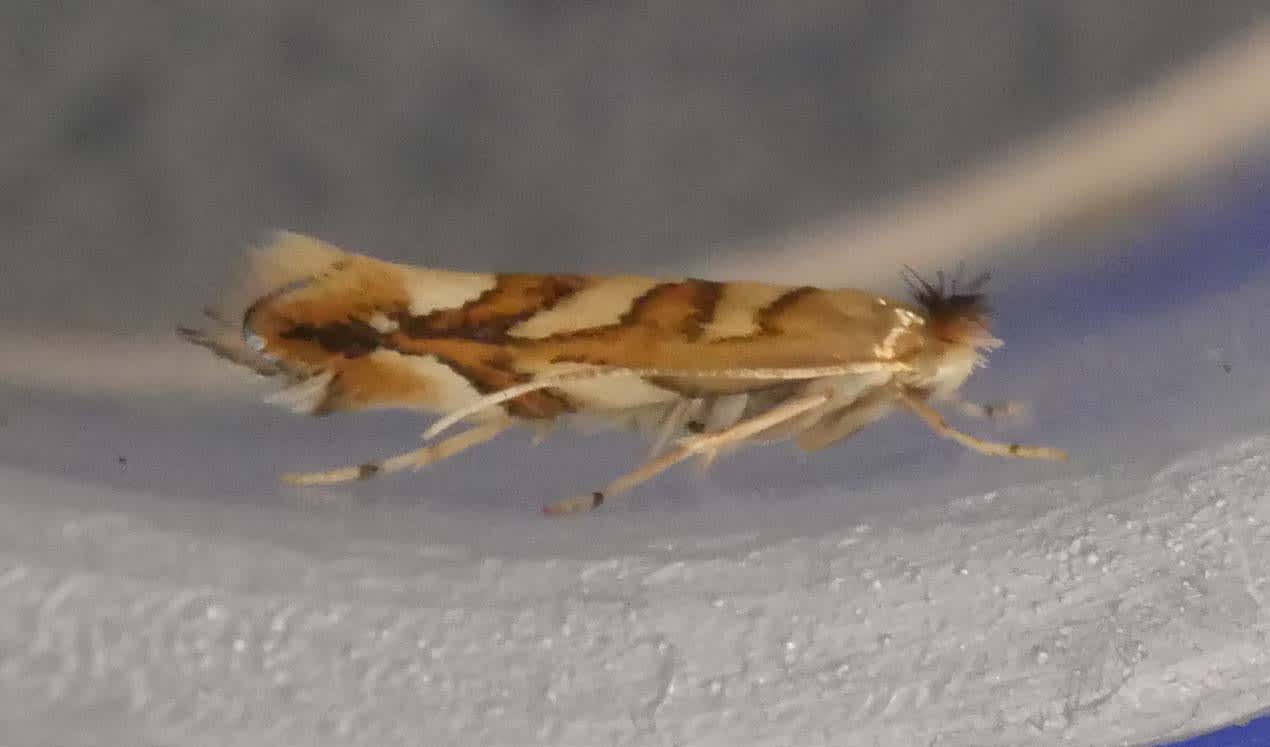 Western Midget (Phyllonorycter muelleriella) photographed in Somerset by Jenny Vickers