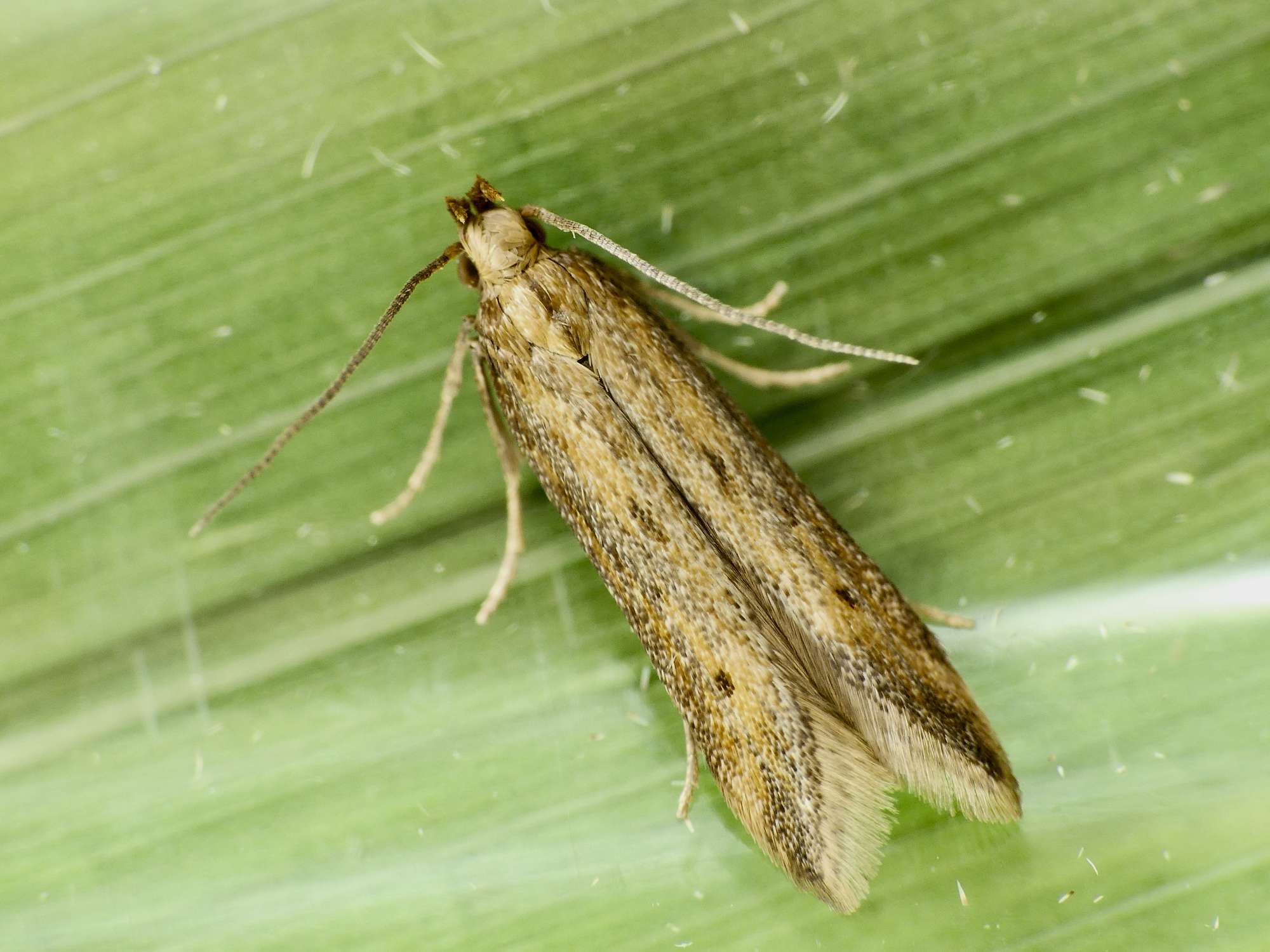 Meadow Neb (Metzneria metzneriella) photographed in Somerset by Paul Wilkins