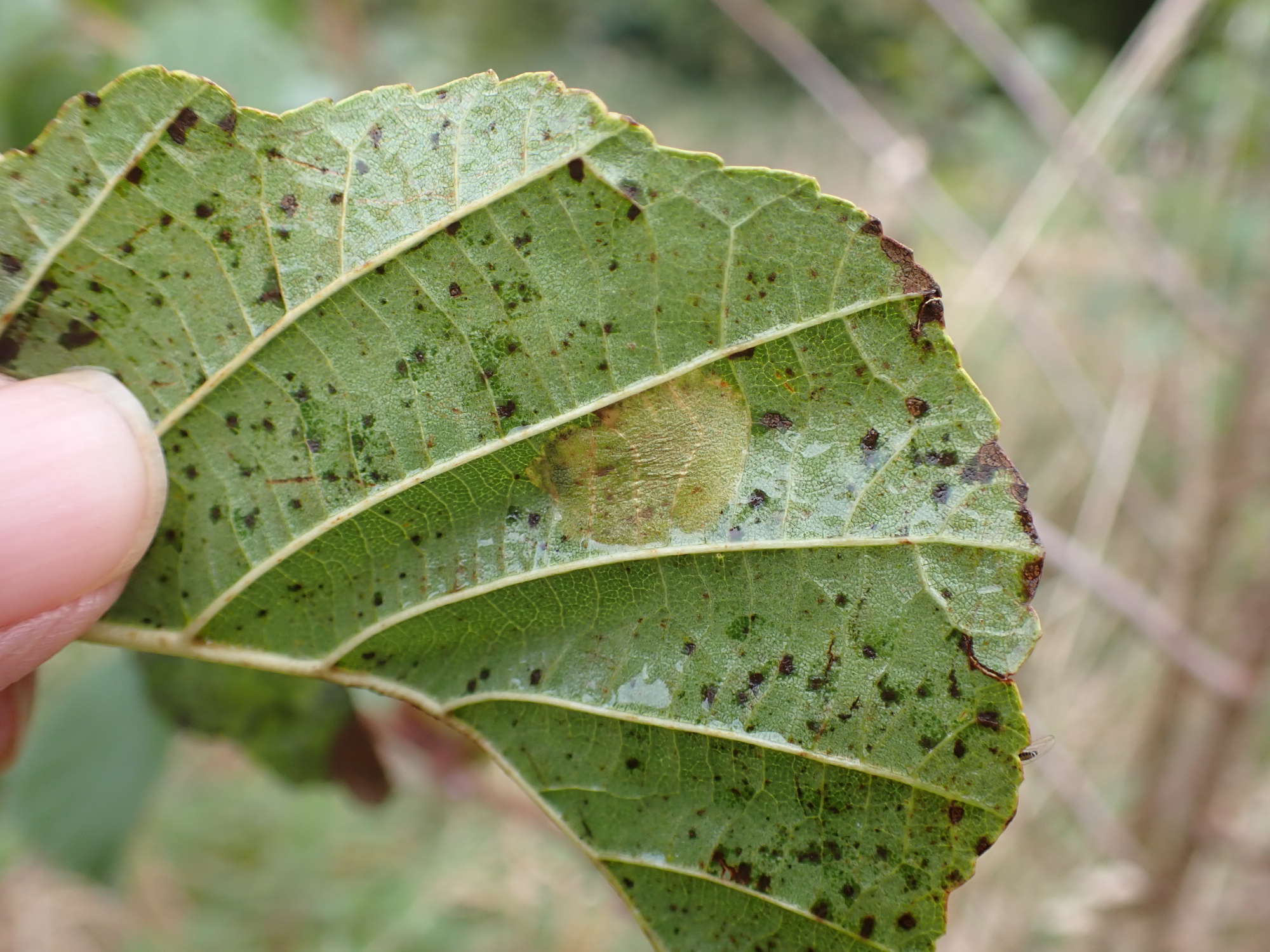 Dark Alder Midget (Phyllonorycter klemannella) photographed in Somerset by Jenny Vickers