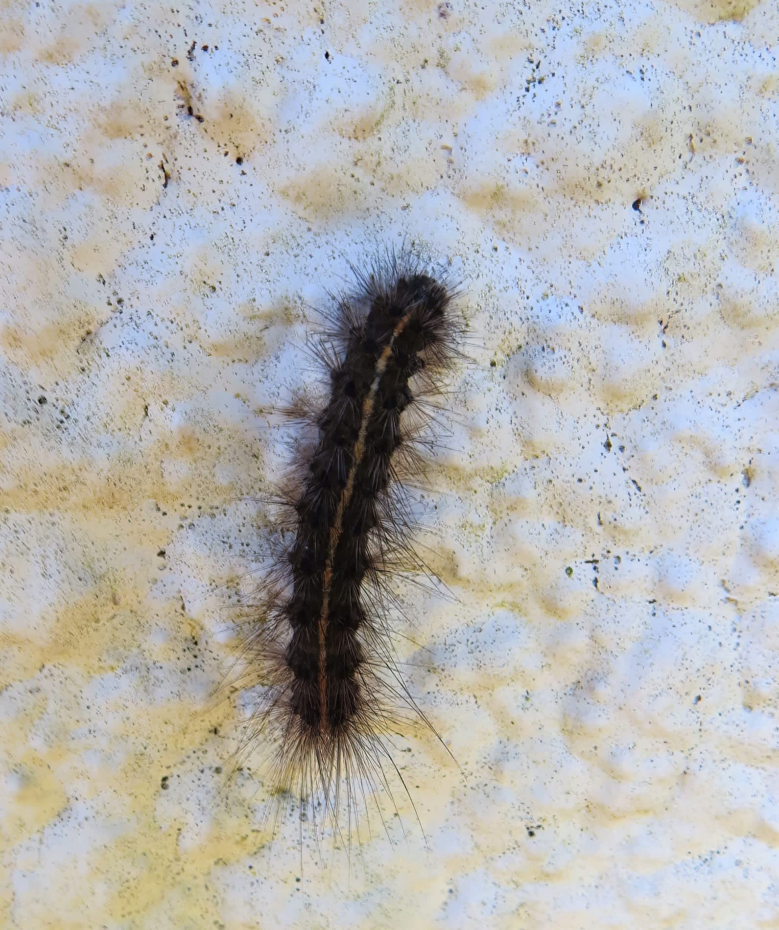 White Ermine (Spilosoma lubricipeda) photographed in Somerset by Rob Grimmond