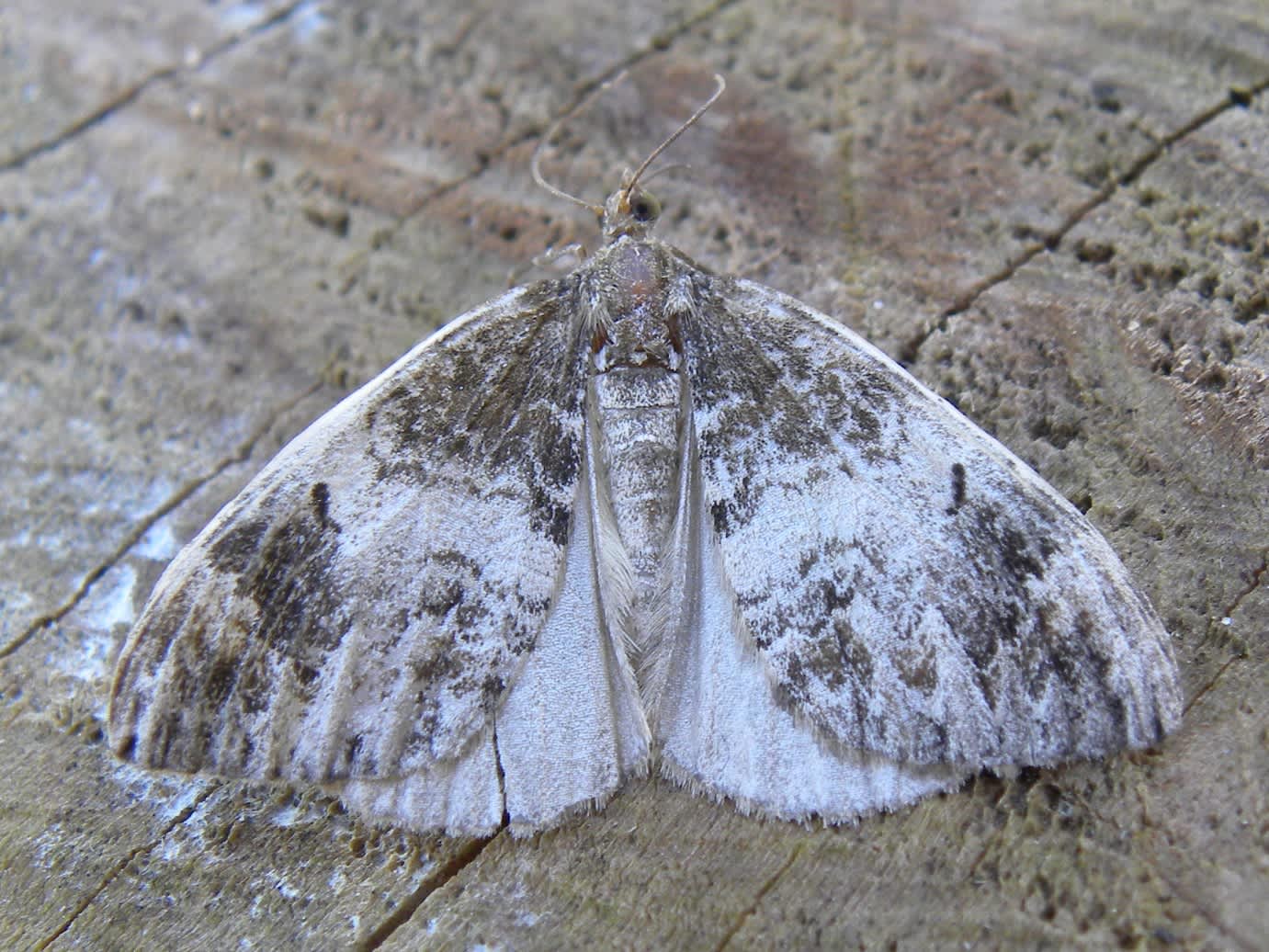 Common Marbled Carpet (Dysstroma truncata) photographed in Somerset by Sue Davies