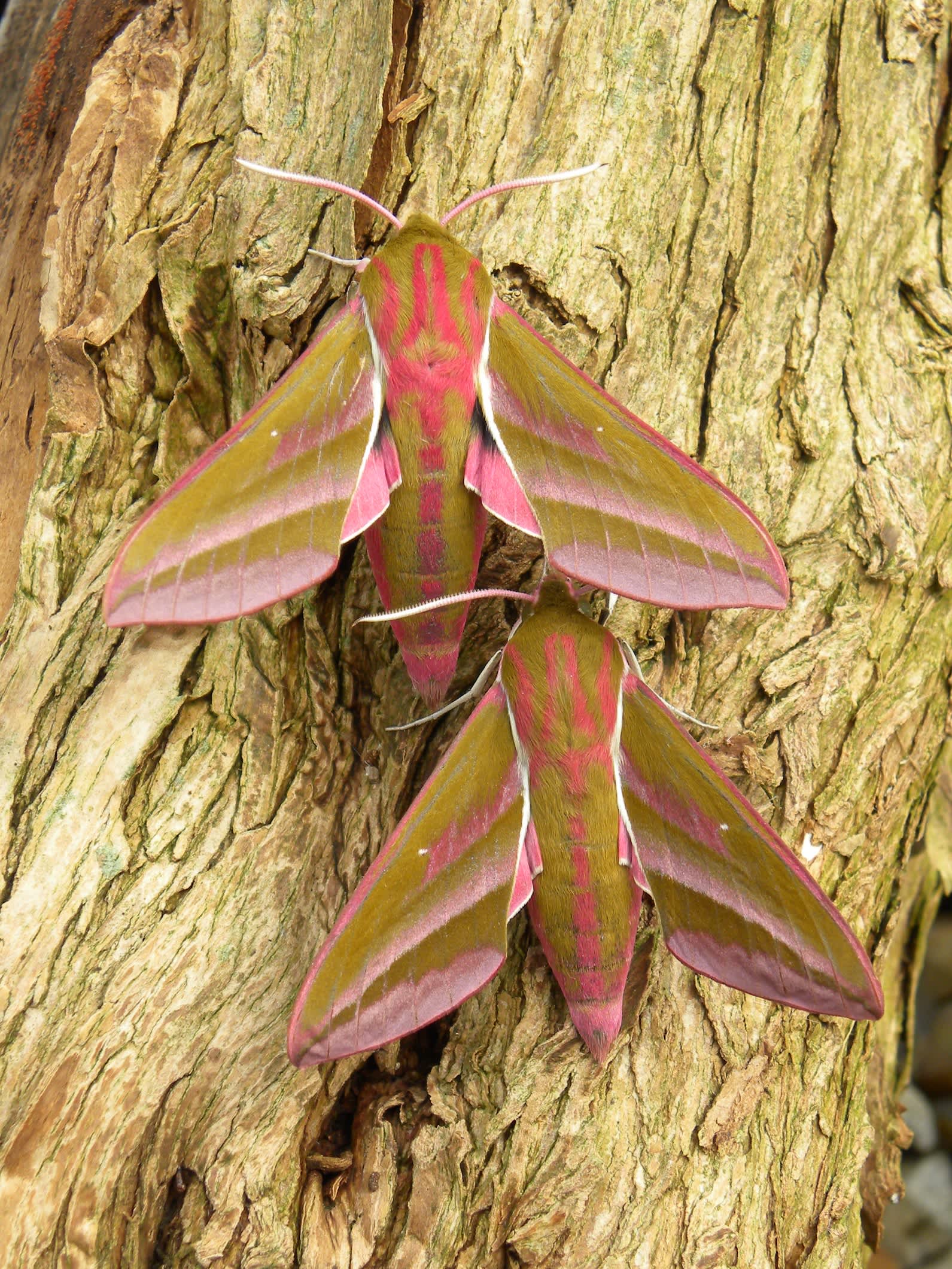 Elephant Hawk-moth (Deilephila elpenor) photographed in Somerset by Sue Davies