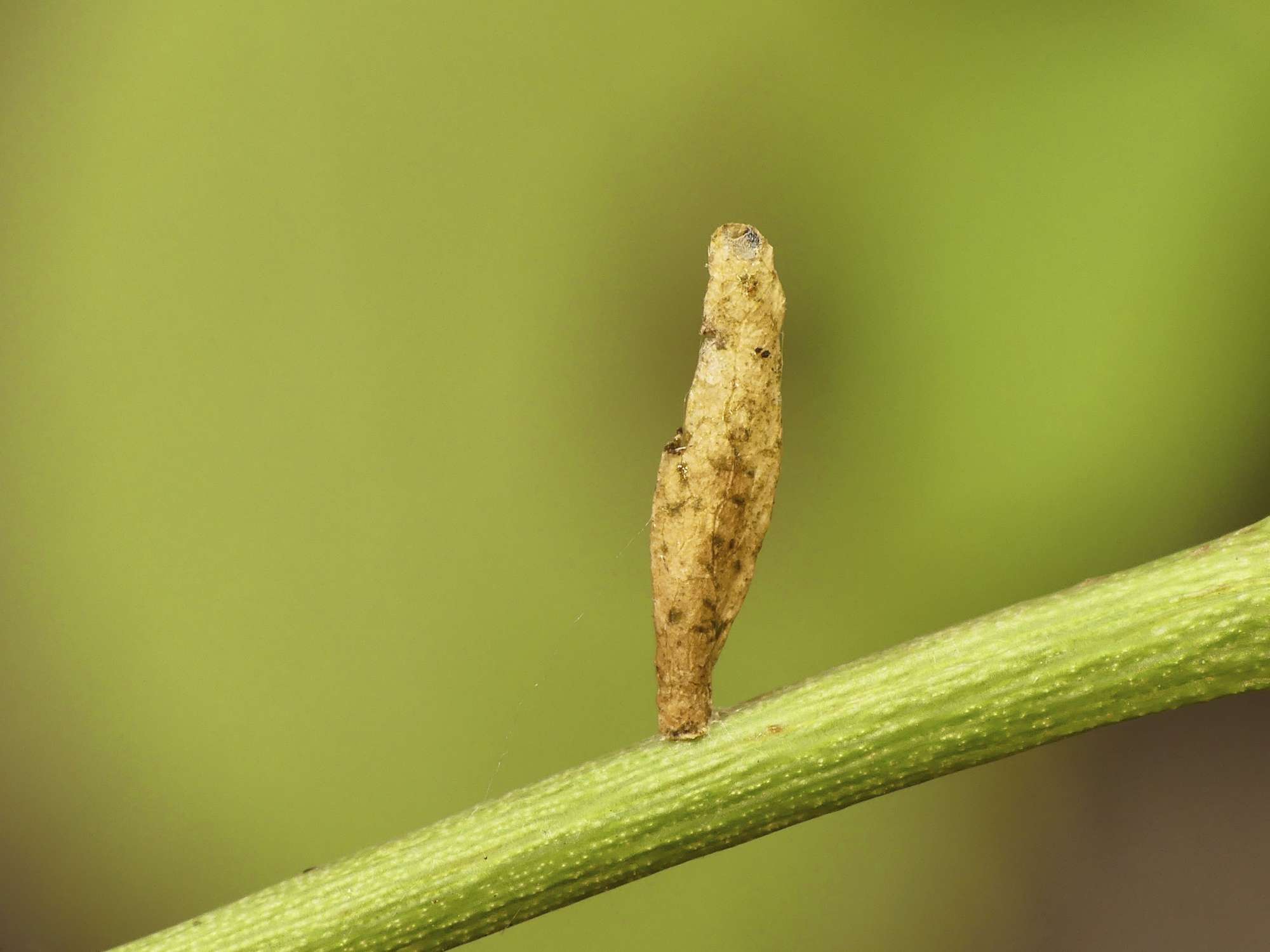 Rose Case-bearer (Coleophora gryphipennella) photographed in Somerset by Paul Wilkins