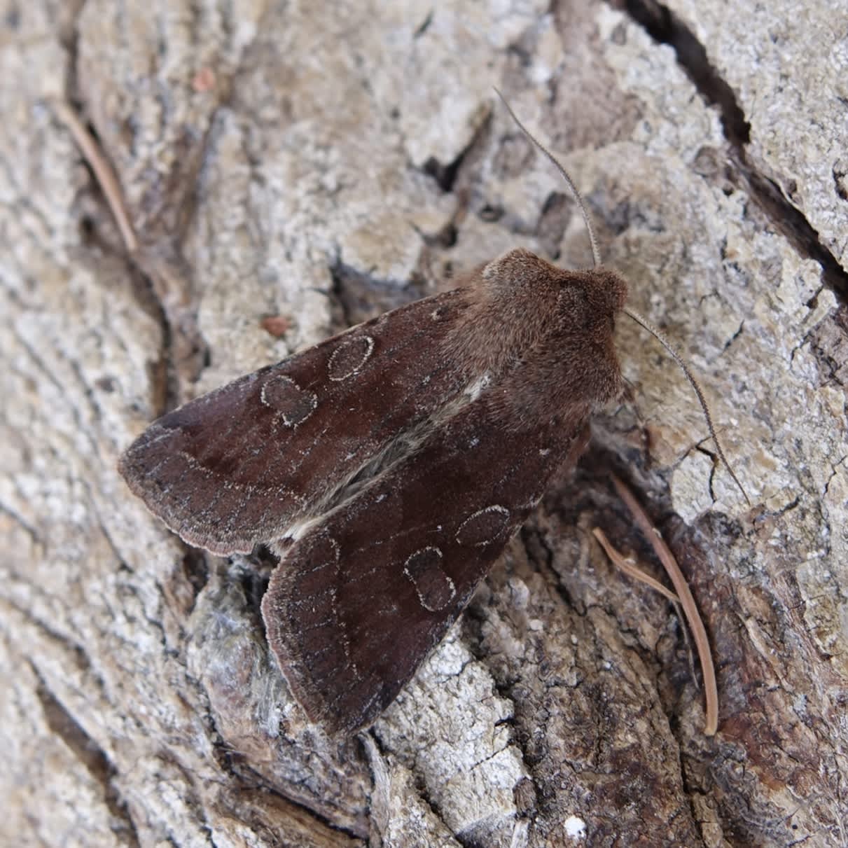 Clouded Drab (Orthosia incerta) photographed in Somerset by Sue Davies