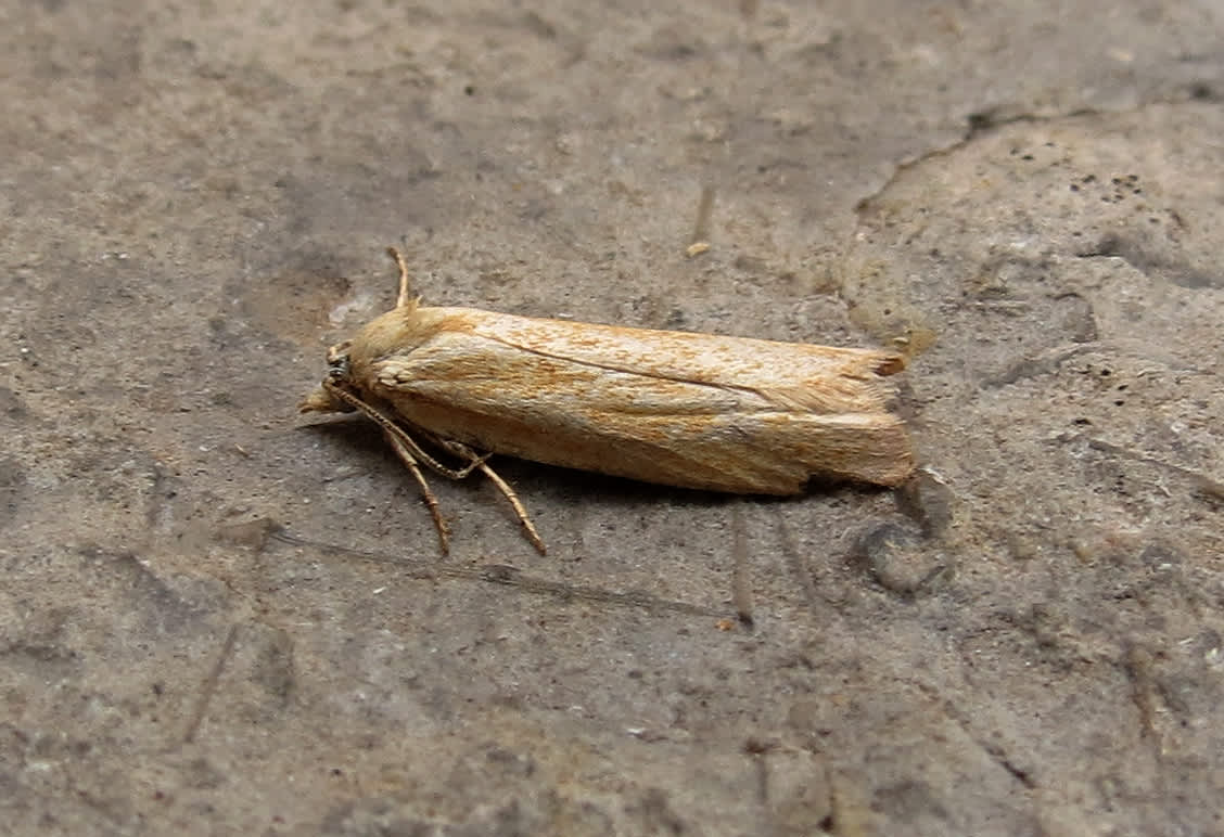 Long-winged Shade (Cnephasia longana) photographed in Somerset by Steve Chapple