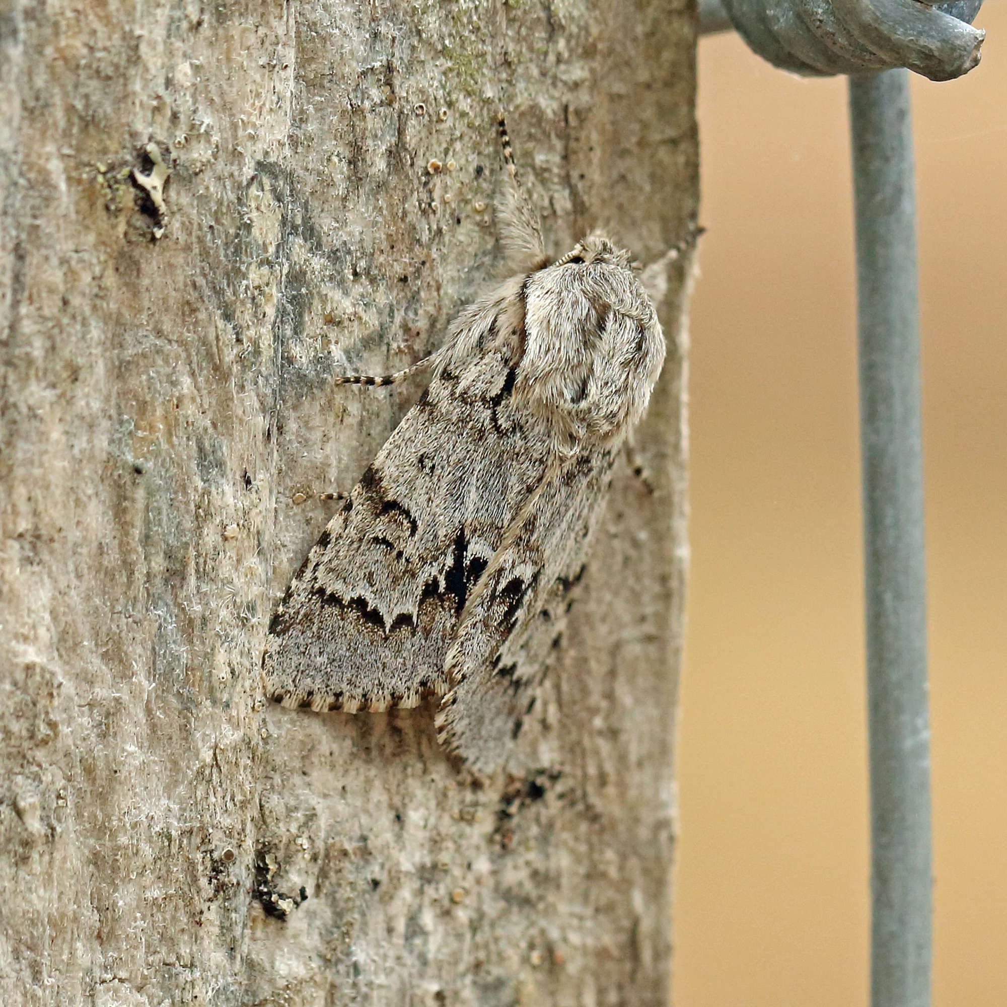 Light Knot Grass (Acronicta menyanthidis) photographed in Somerset by Nigel Voaden