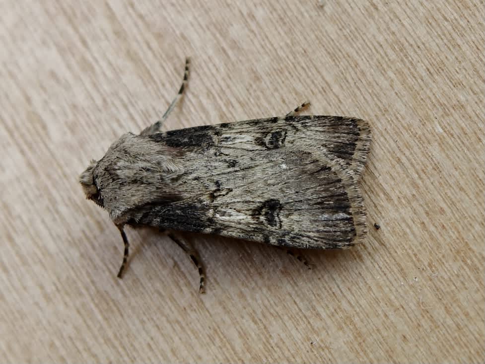 Shuttle-shaped Dart (Agrotis puta) photographed in Somerset by Sue Davies