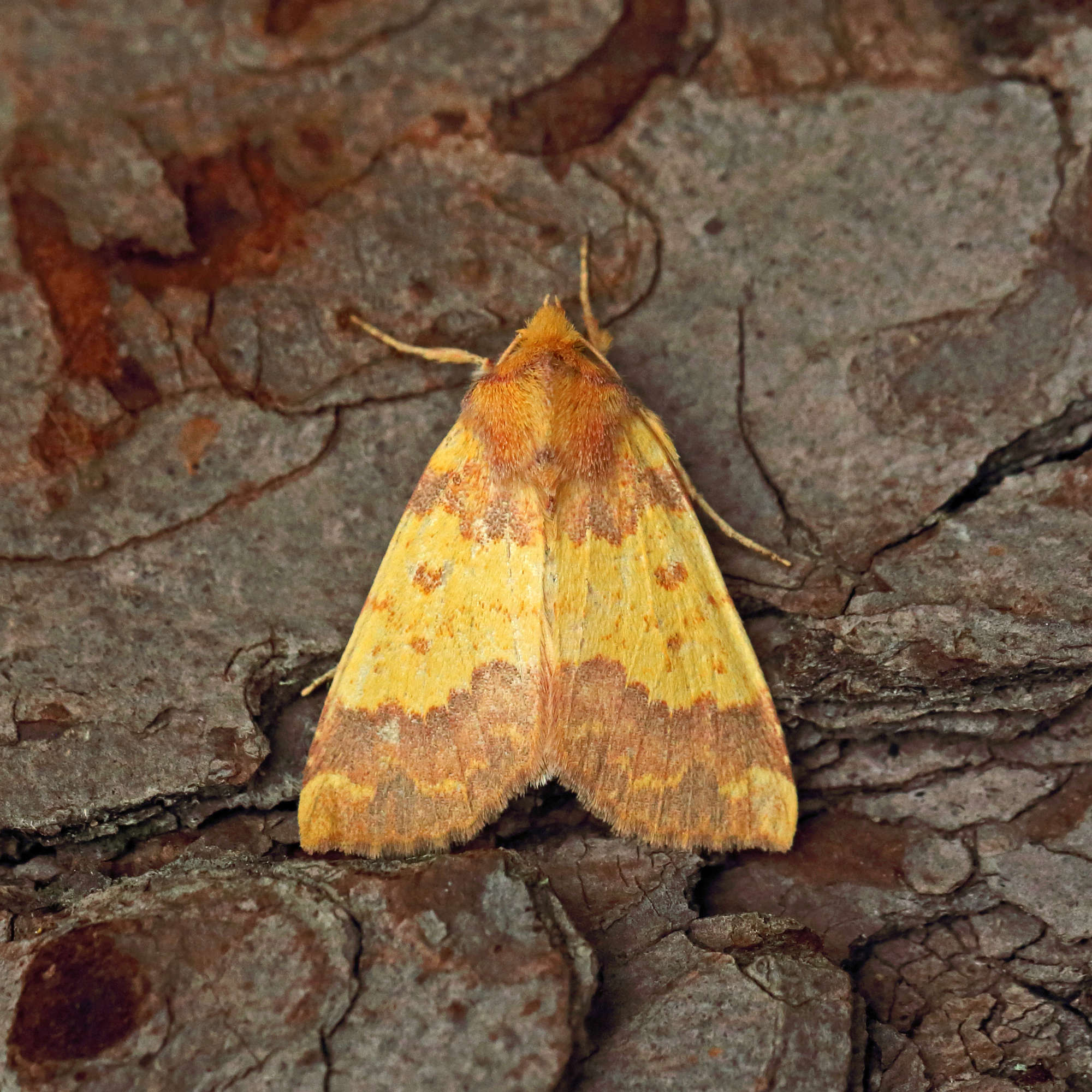 Barred Sallow (Tiliacea aurago) photographed in Somerset by Nigel Voaden