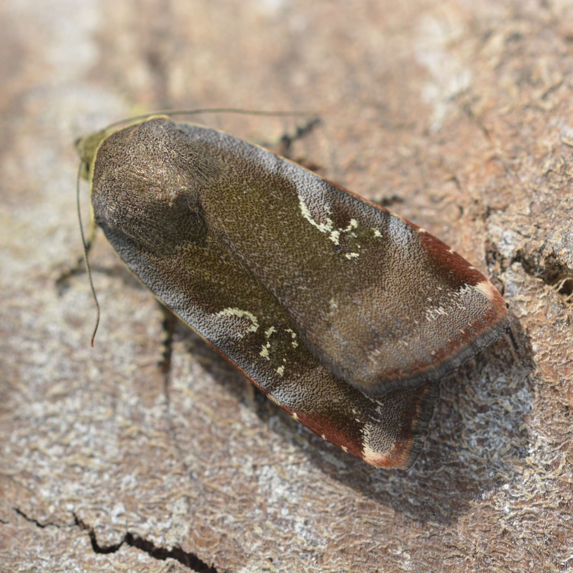 Lesser Broad-bordered Yellow Underwing (Noctua janthe) photographed in Somerset by Sue Davies