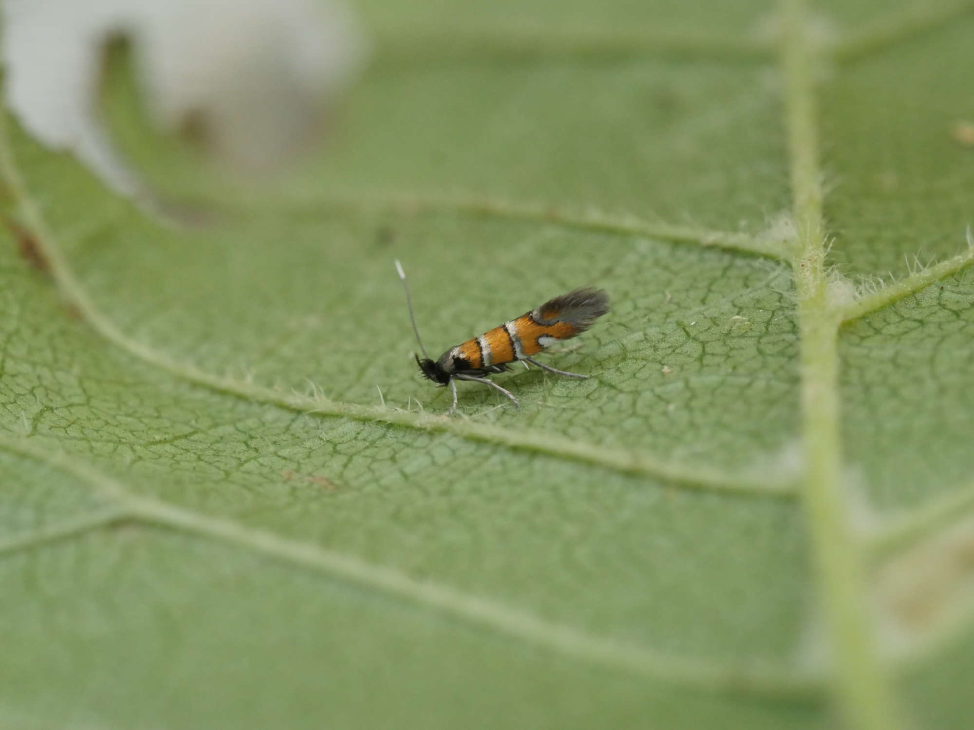 Small Elm Midget (Phyllonorycter schreberella) photographed in Somerset by Jenny Vickers