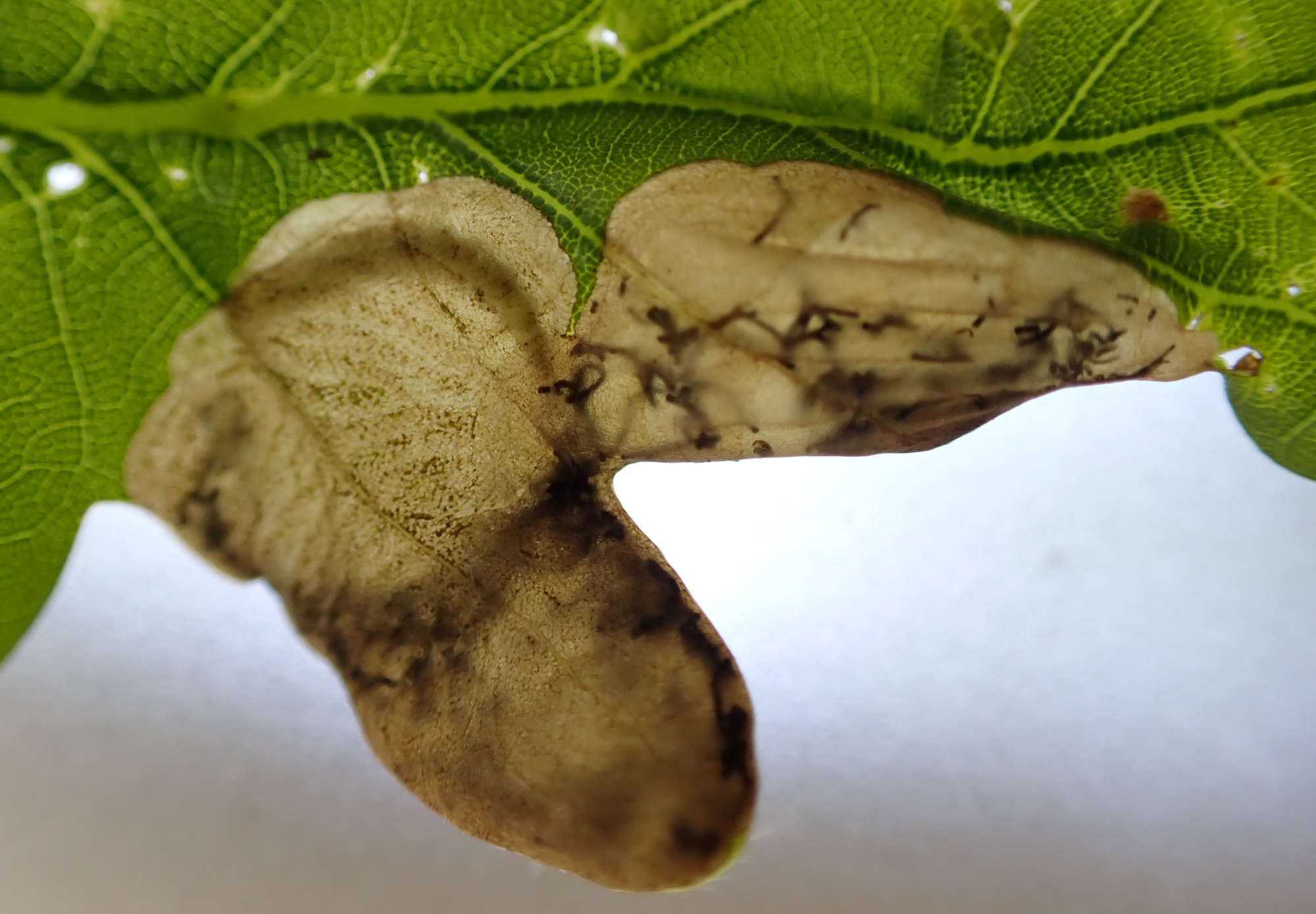 Common Oak Purple (Dyseriocrania subpurpurella) photographed in Somerset by Jenny Vickers