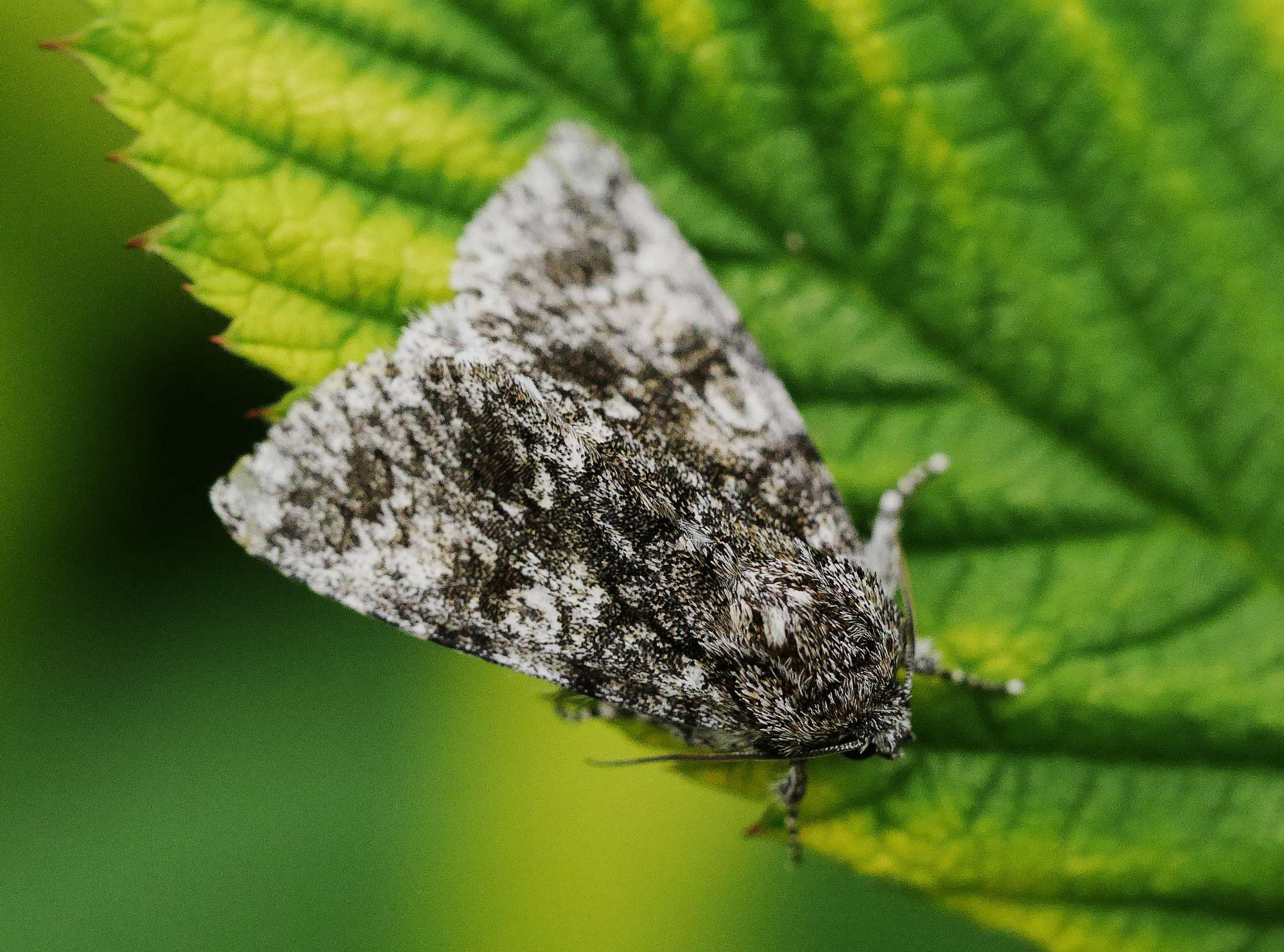 Poplar Grey (Subacronicta megacephala) photographed in Somerset by John Connolly