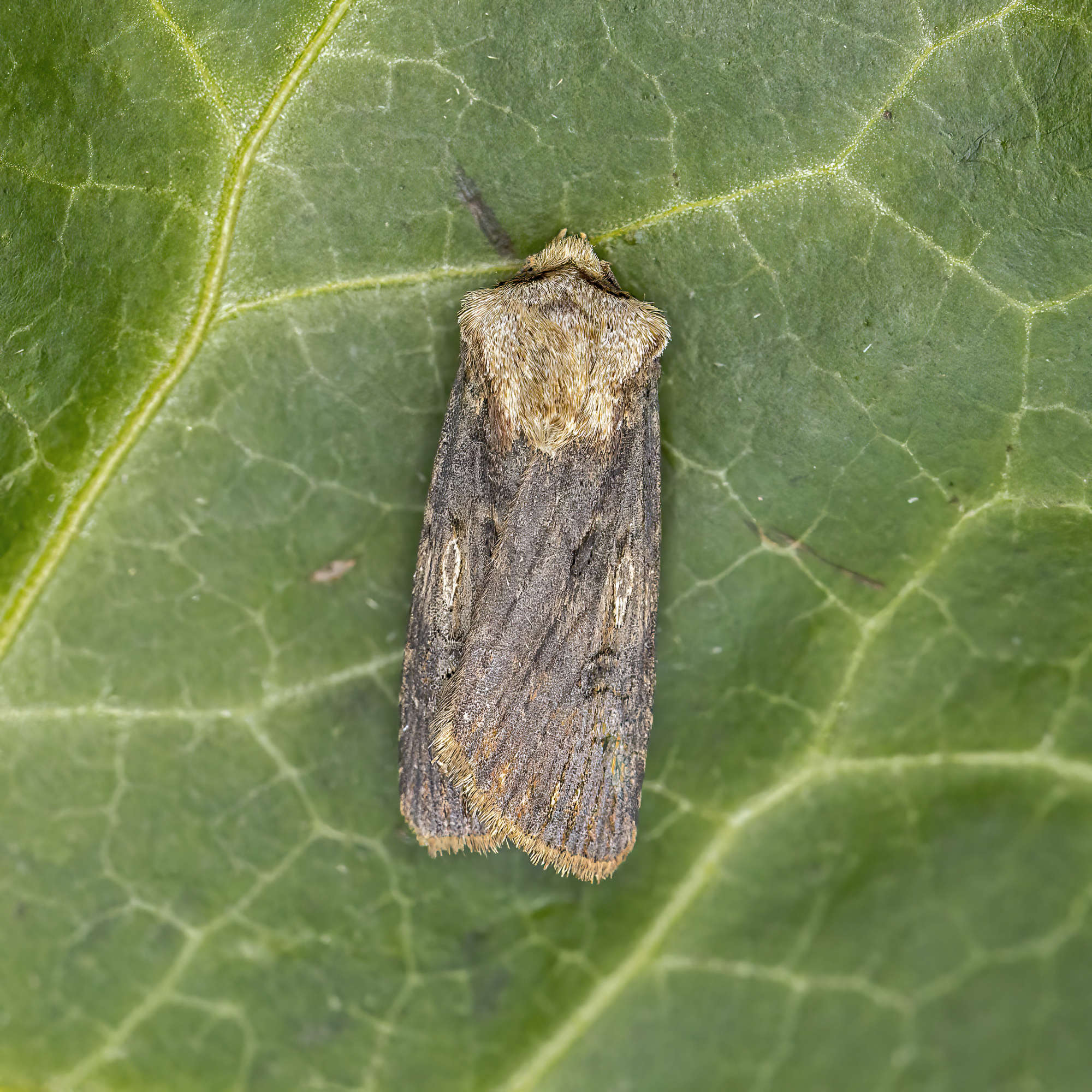 Shuttle-shaped Dart (Agrotis puta) photographed in Somerset by Nigel Voaden