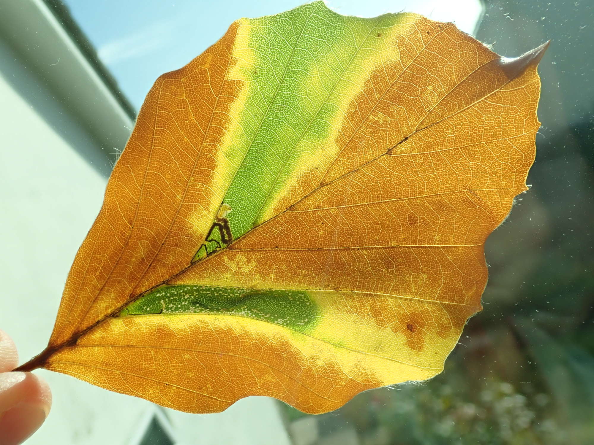 Beech Midget (Phyllonorycter maestingella) photographed in Somerset by Christopher Iles