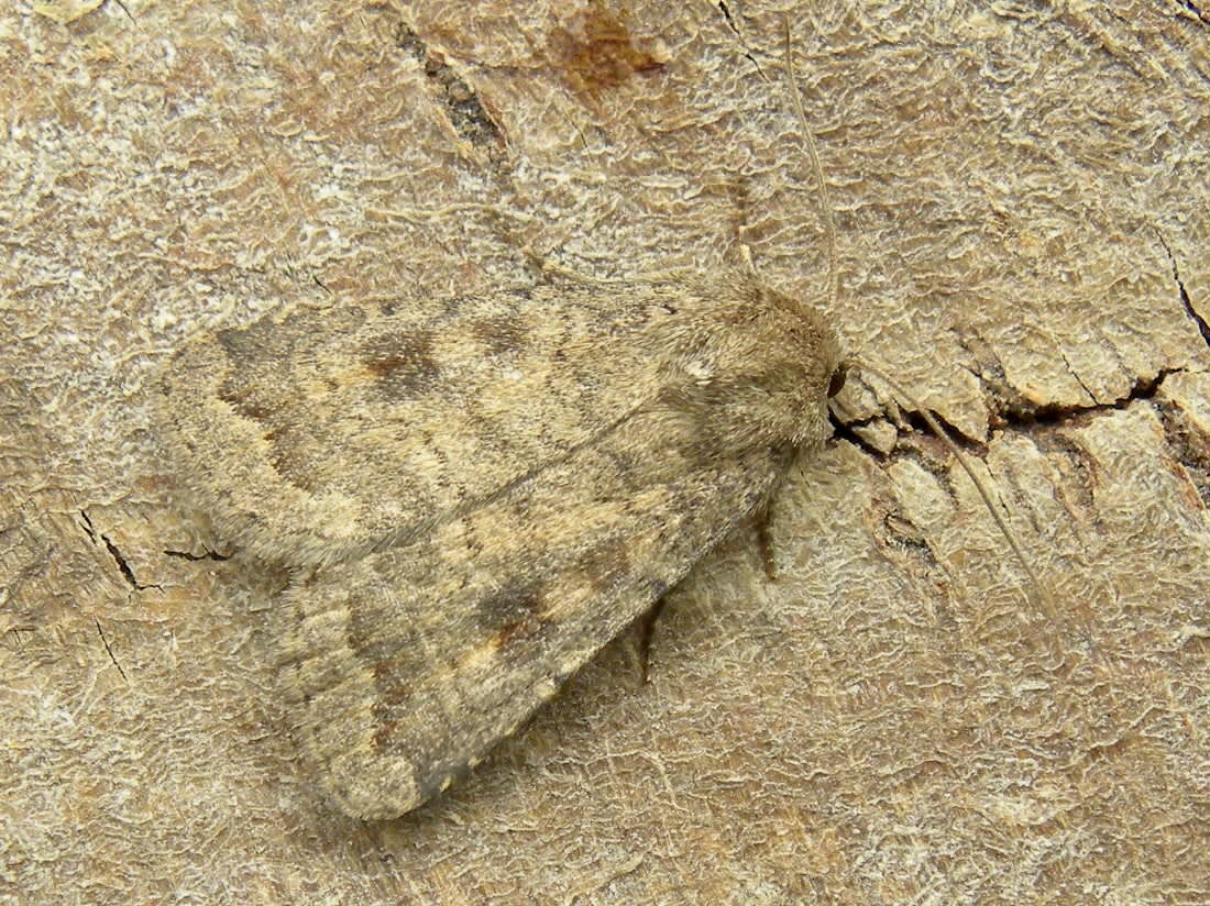 Mottled Rustic (Caradrina morpheus) photographed in Somerset by Sue Davies