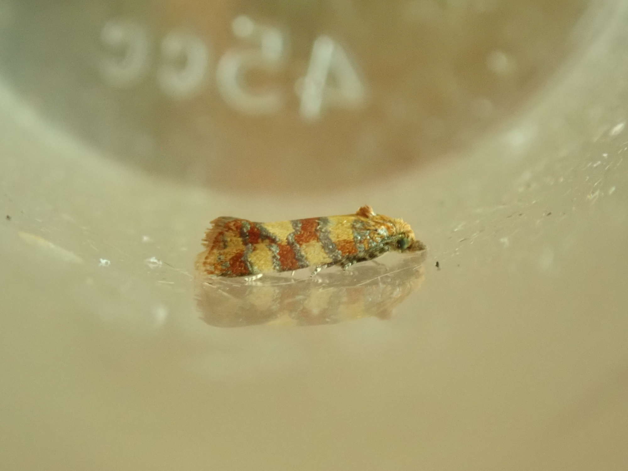 Aethes tesserana Somerset Moths