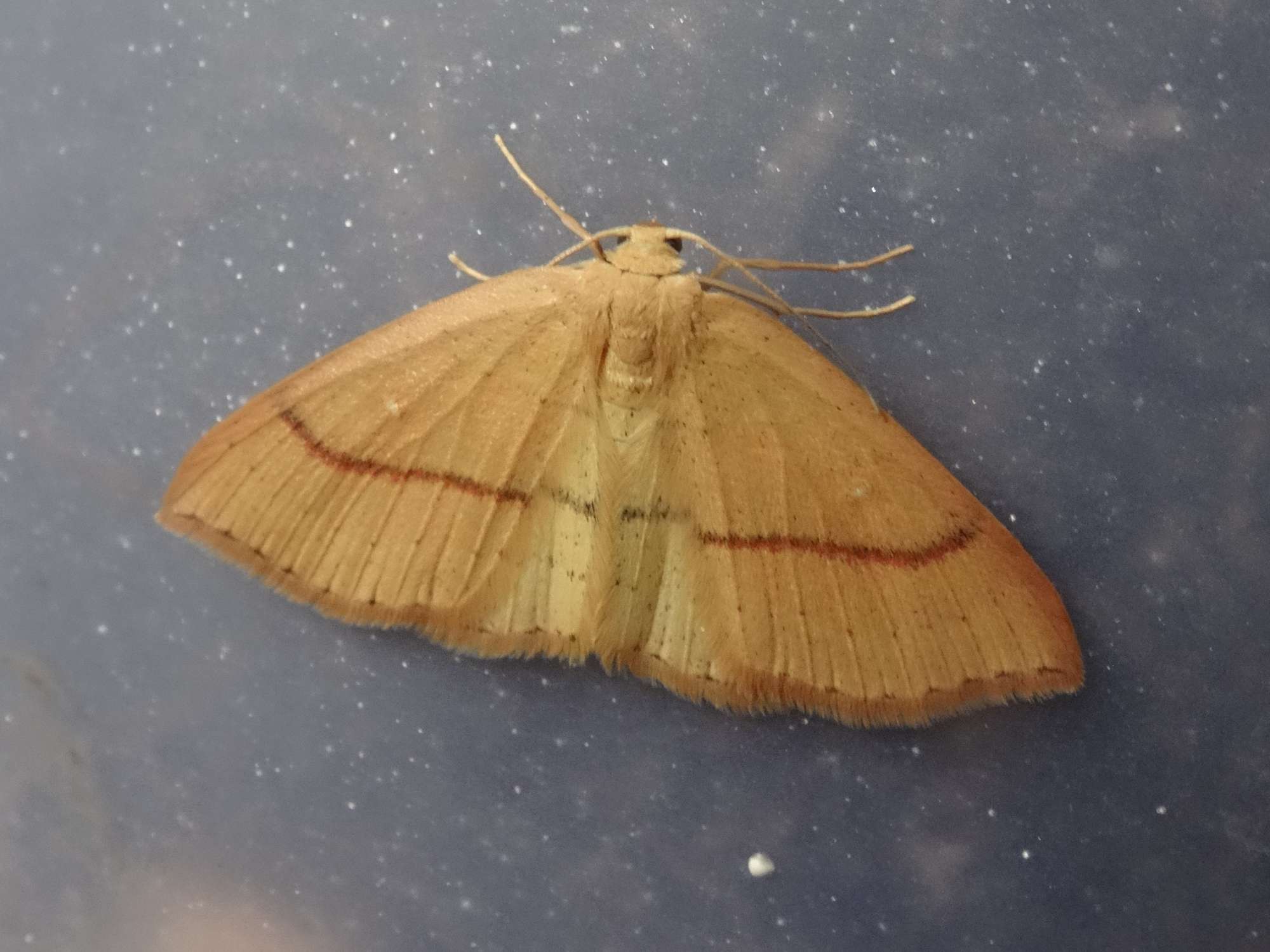 Clay Triple-lines (Cyclophora linearia) photographed in Somerset by Christopher Iles