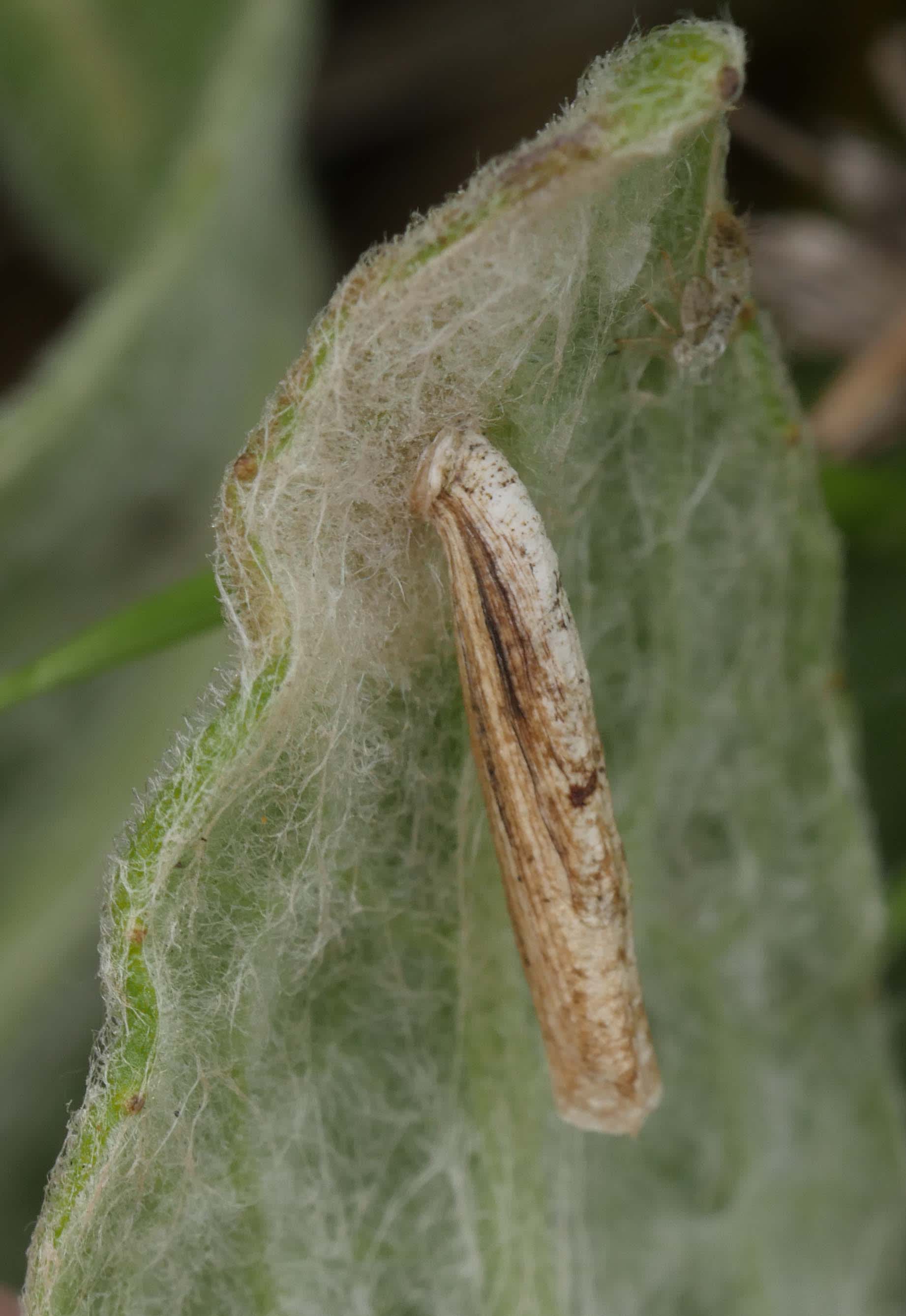 Agrimony Case-bearer (Coleophora follicularis) photographed in Somerset by Jenny Vickers