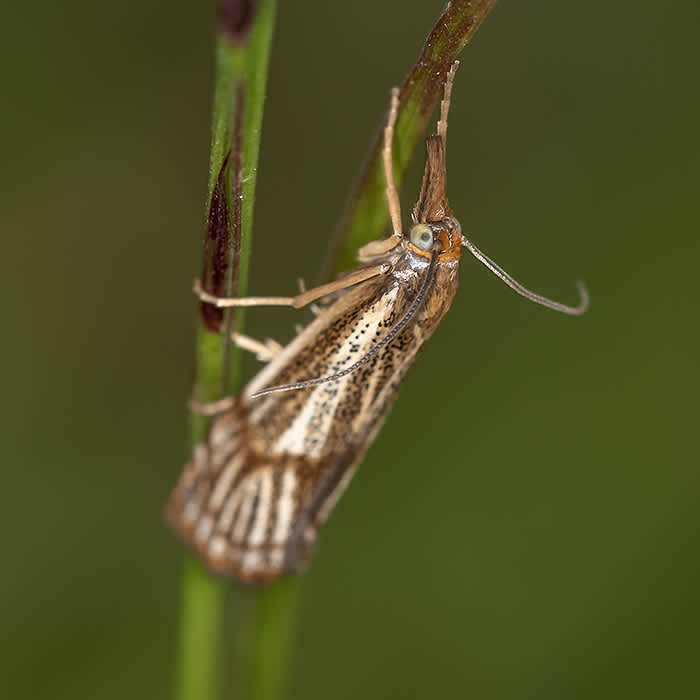 Powdered Grass-veneer (Thisanotia chrysonuchella) photographed in Somerset by Neil Gibson