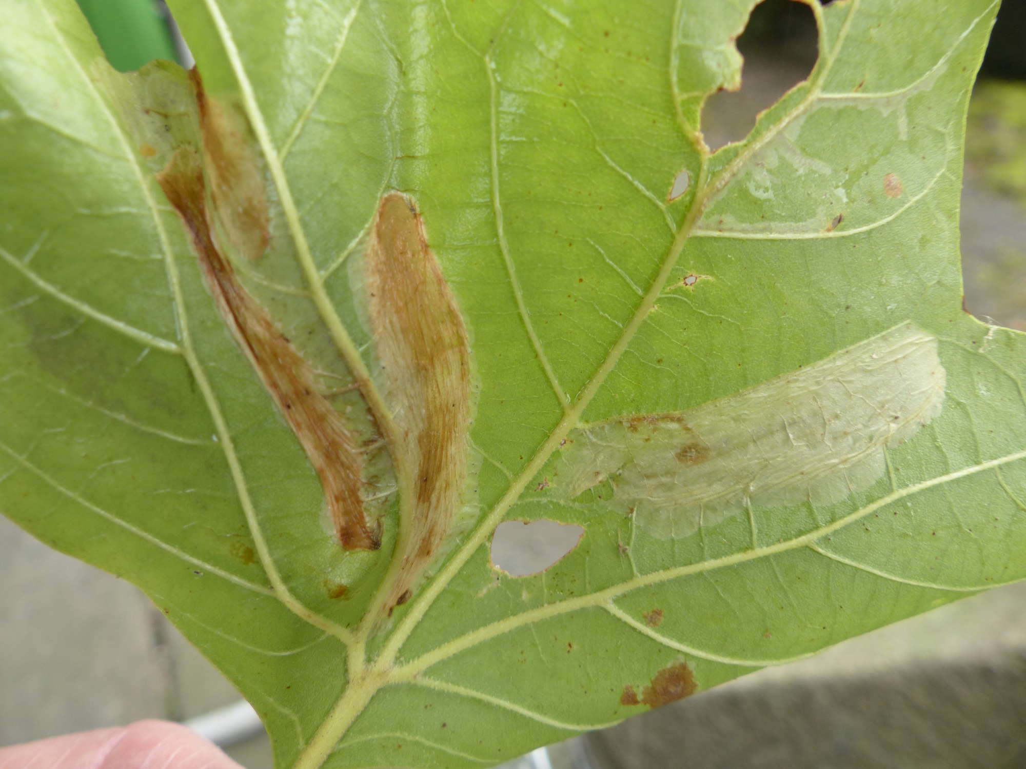 London Midget (Phyllonorycter platani) photographed in Somerset by Jenny Vickers