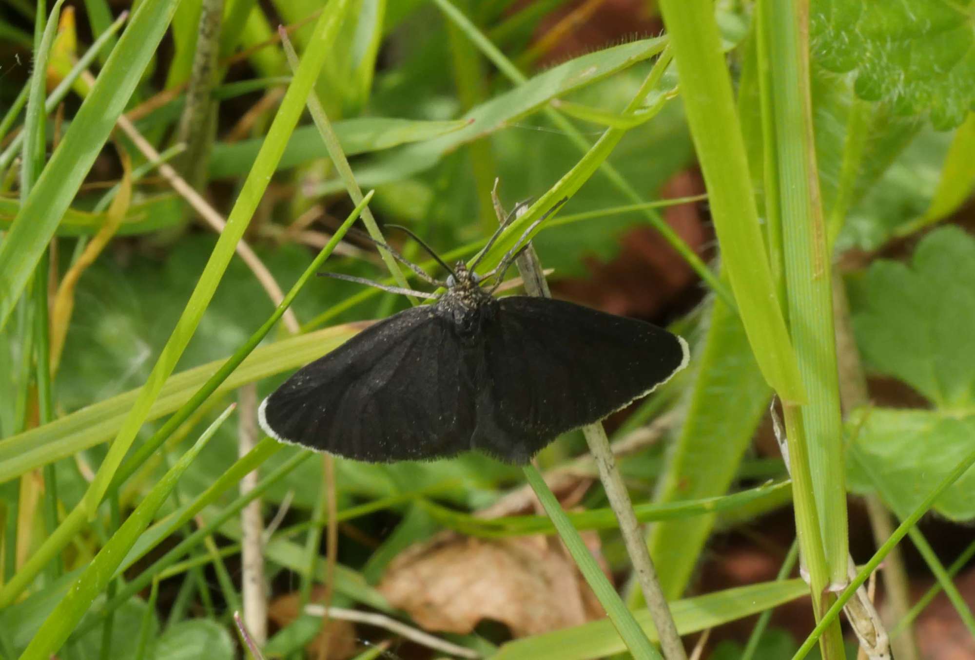 Chimney Sweeper (Odezia atrata) photographed in Somerset by Jenny Vickers