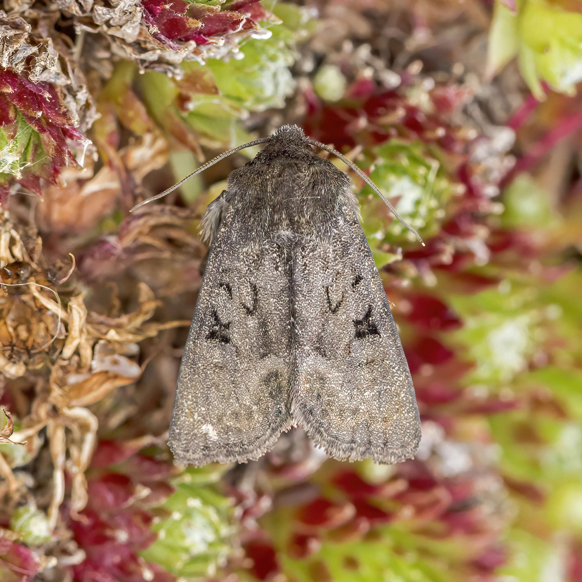 Tawny Marbled Minor (Oligia latruncula) photographed in Somerset by Nigel Voaden