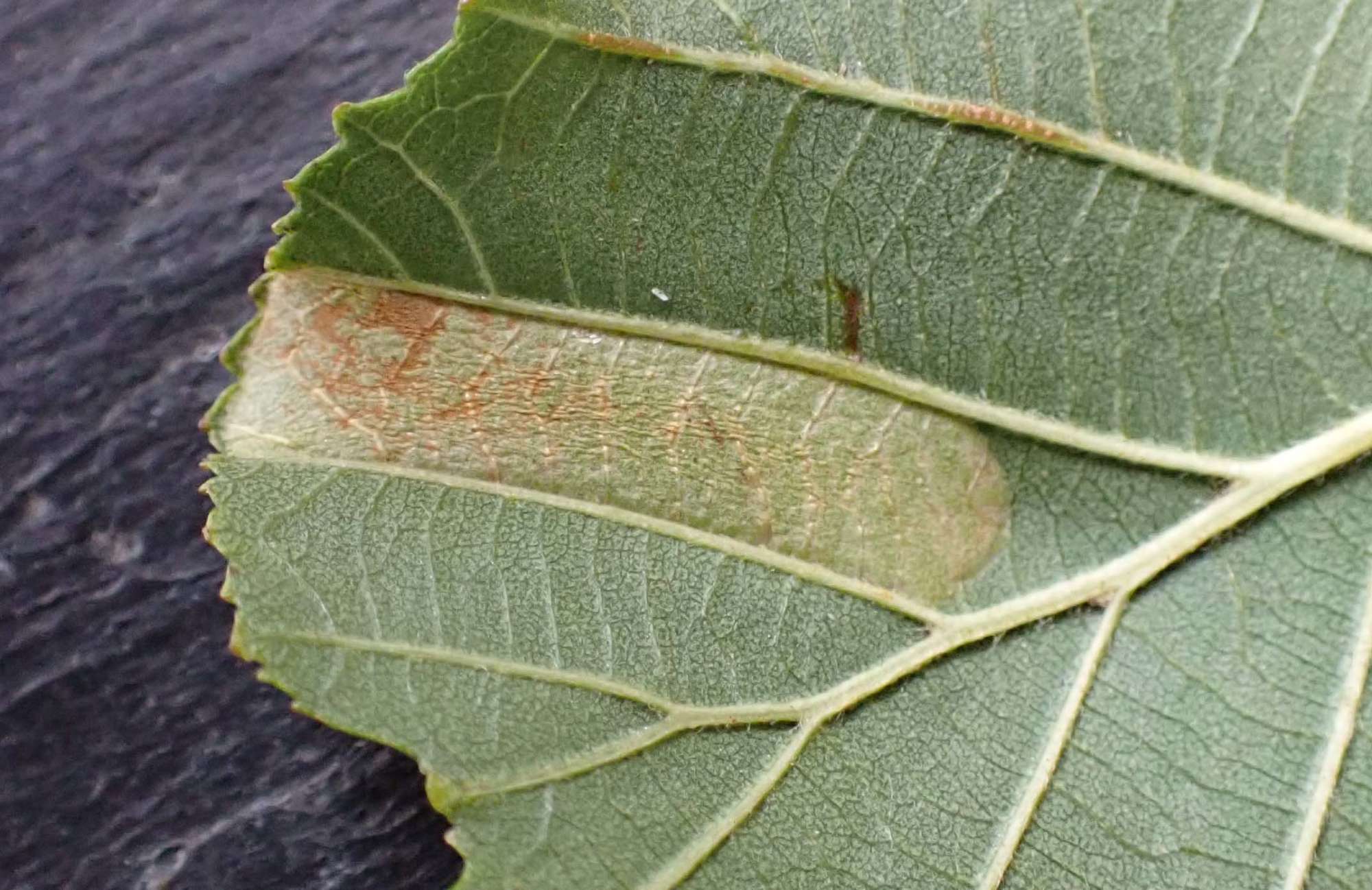 Broad-barred Midget (Phyllonorycter froelichiella) photographed in Somerset by Jenny Vickers