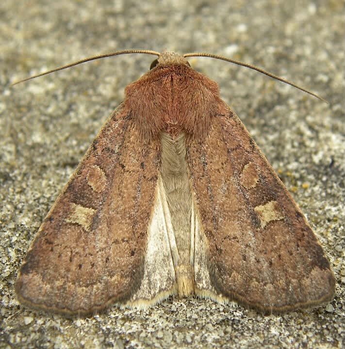 Square-spot Rustic (Xestia xanthographa) photographed in Somerset by Sue Davies