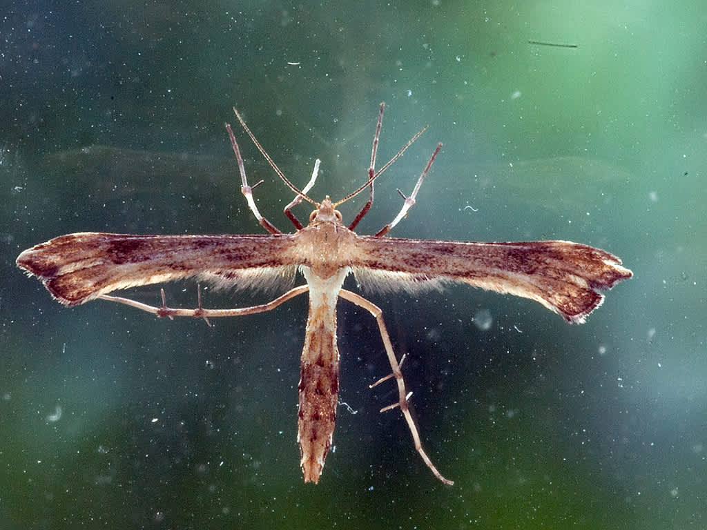 Hoary Plume (Platyptilia isodactylus) photographed in Somerset by John Bebbington