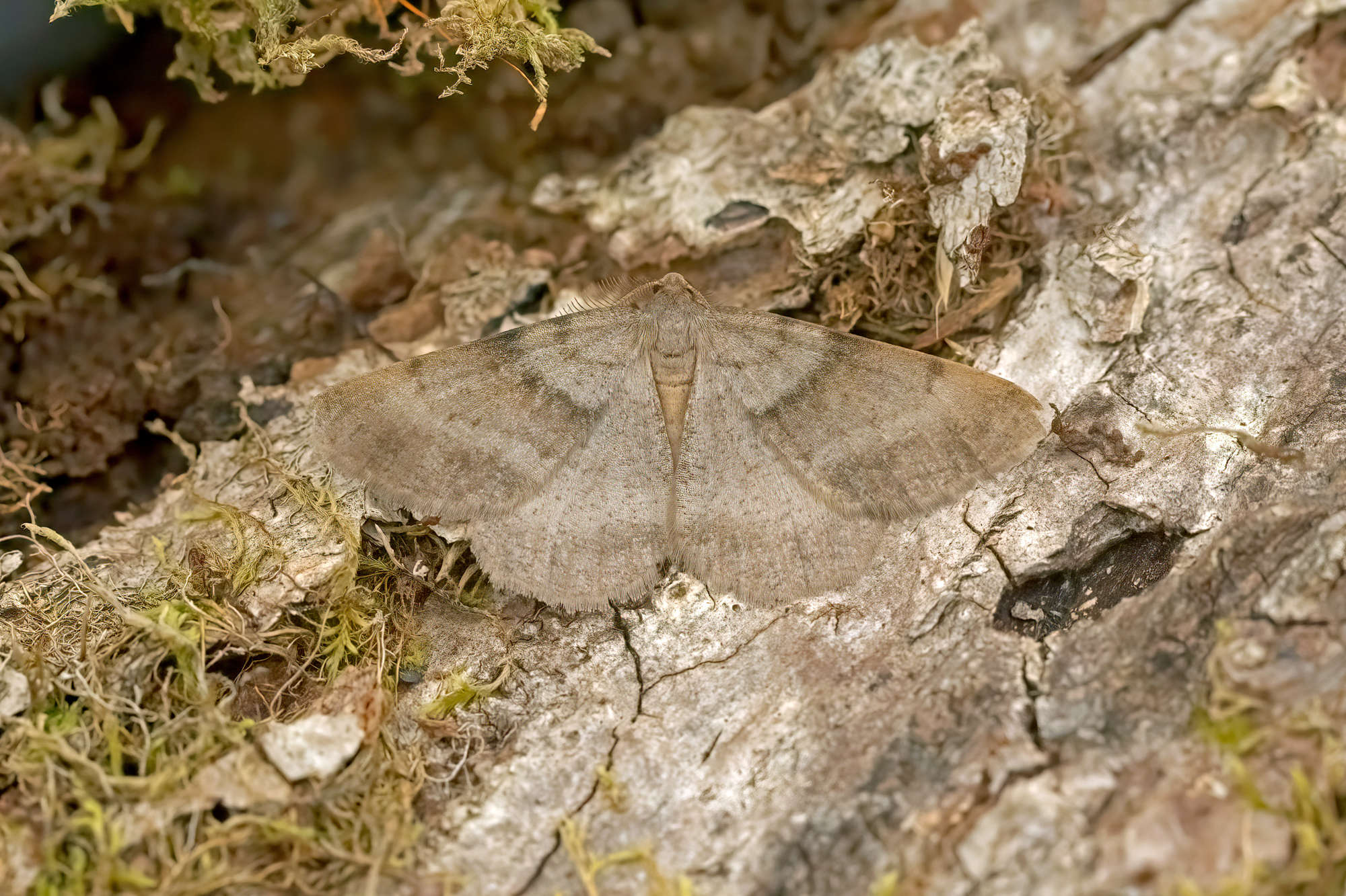 Bordered Grey (Selidosema brunnearia) photographed in Somerset by Nigel Voaden