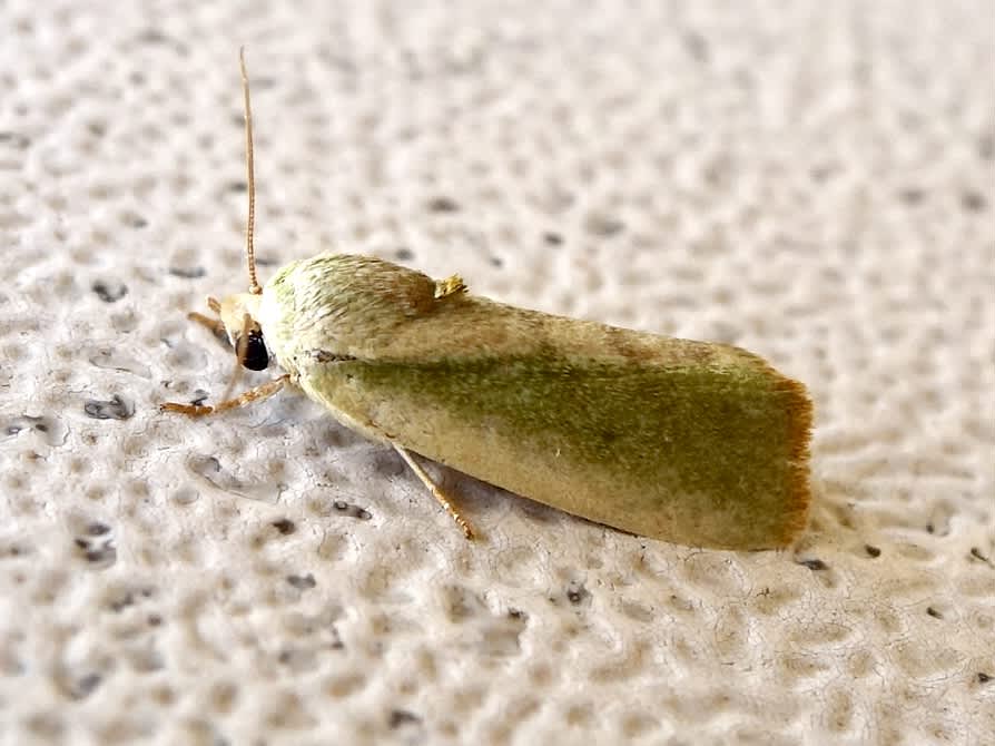 Egyptian Bollworm (Earias insulana) photographed in Somerset by Sue Davies