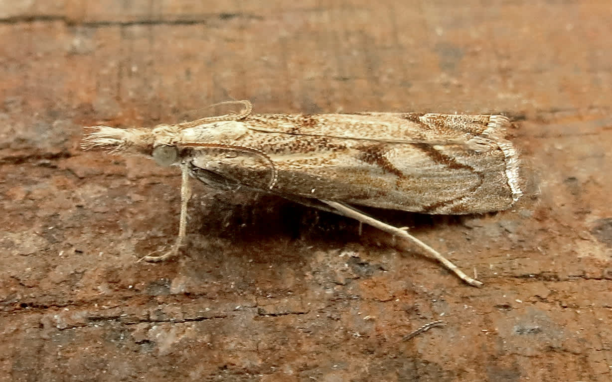 Elbow-stripe Grass-veneer (Agriphila geniculea) photographed in Somerset by Steve Chapple