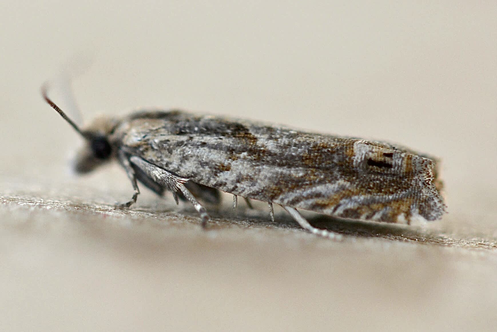 Saltmarsh Bell (Eucosma tripoliana) photographed in Somerset by Sue Davies