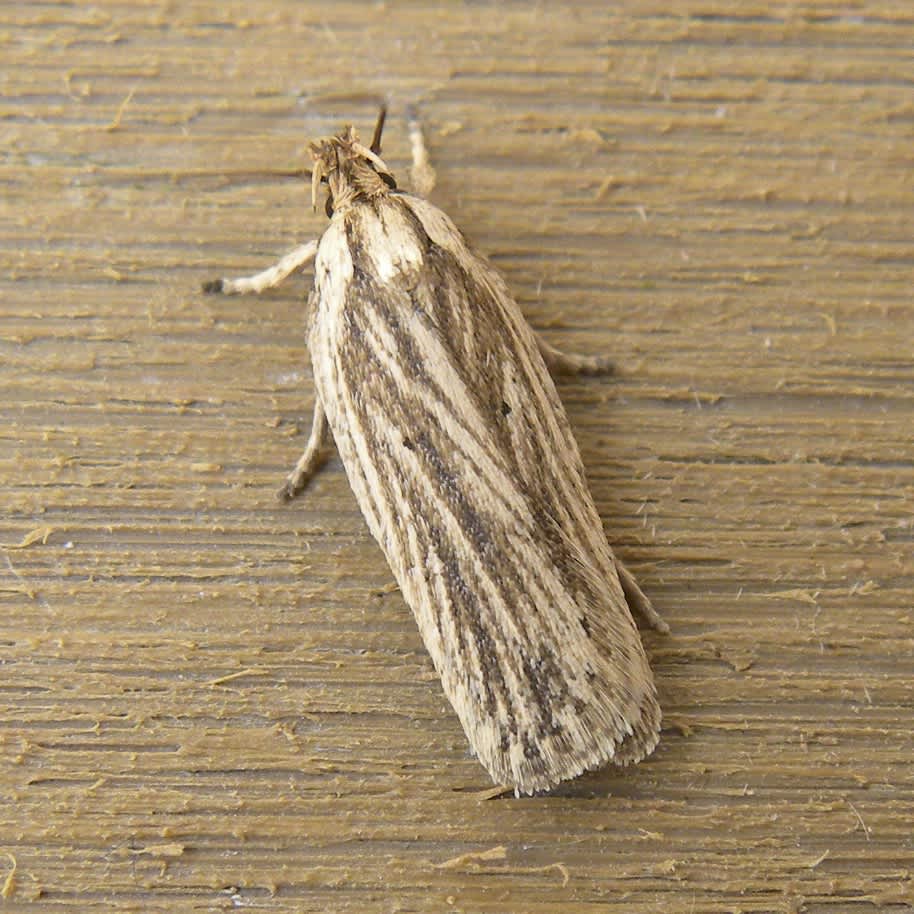 Gorse Flat-body (Agonopterix umbellana) photographed in Somerset by Sue Davies