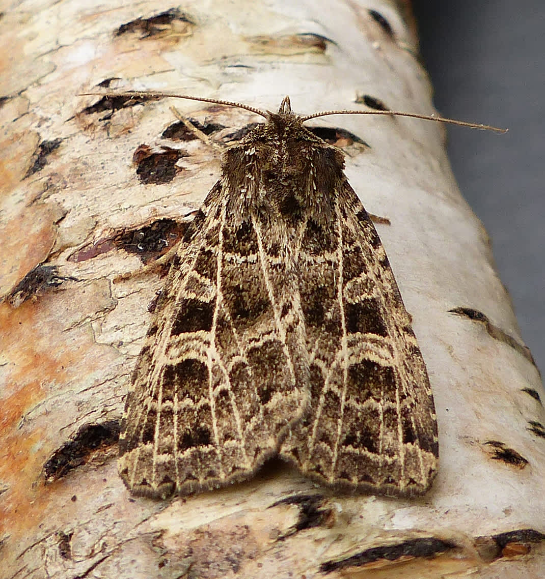 The Gothic (Naenia typica) photographed in Somerset by Jenny Vickers