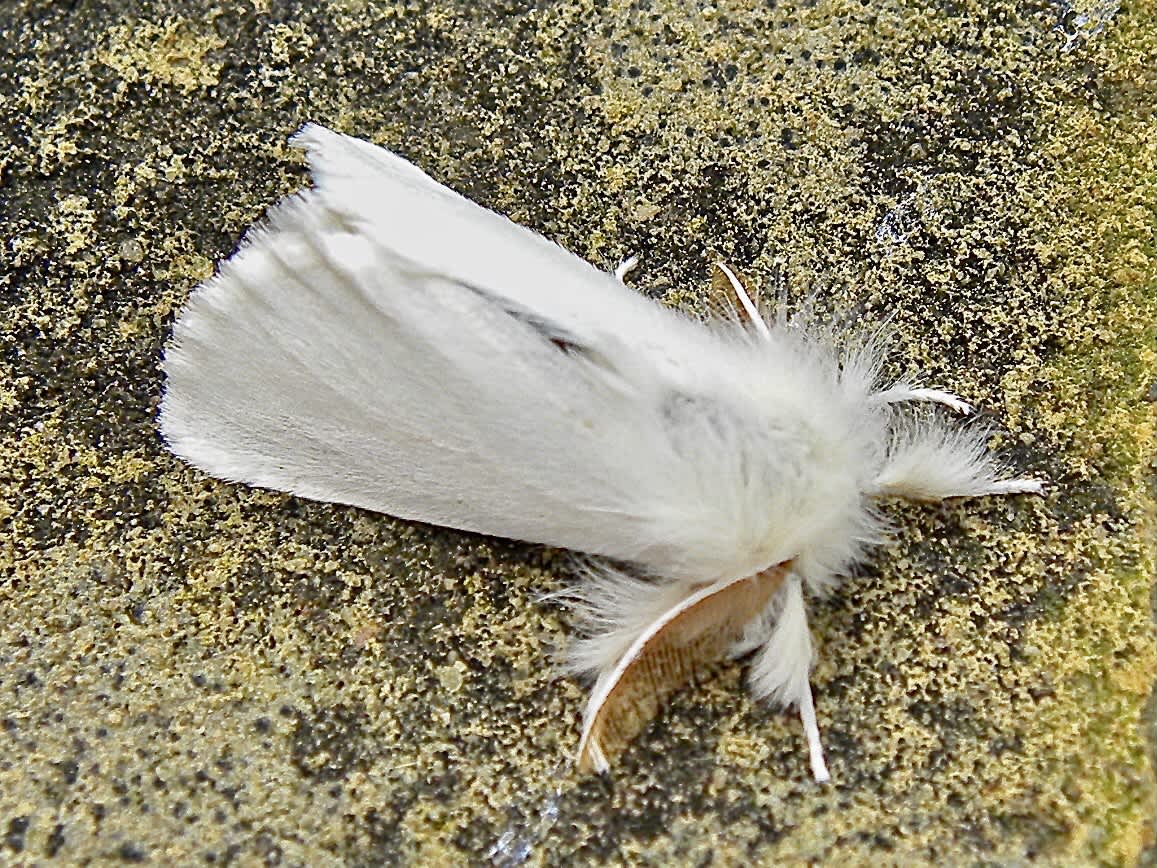 Brown-tail (Euproctis chrysorrhoea) photographed in Somerset by Sue Davies