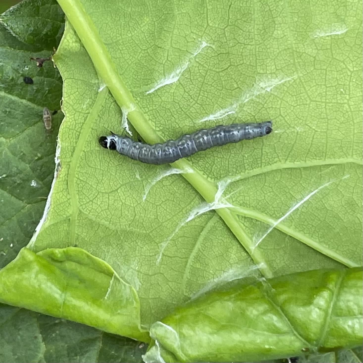 Variegated Golden Tortrix (Archips xylosteana) photographed in Somerset by Sue Davies