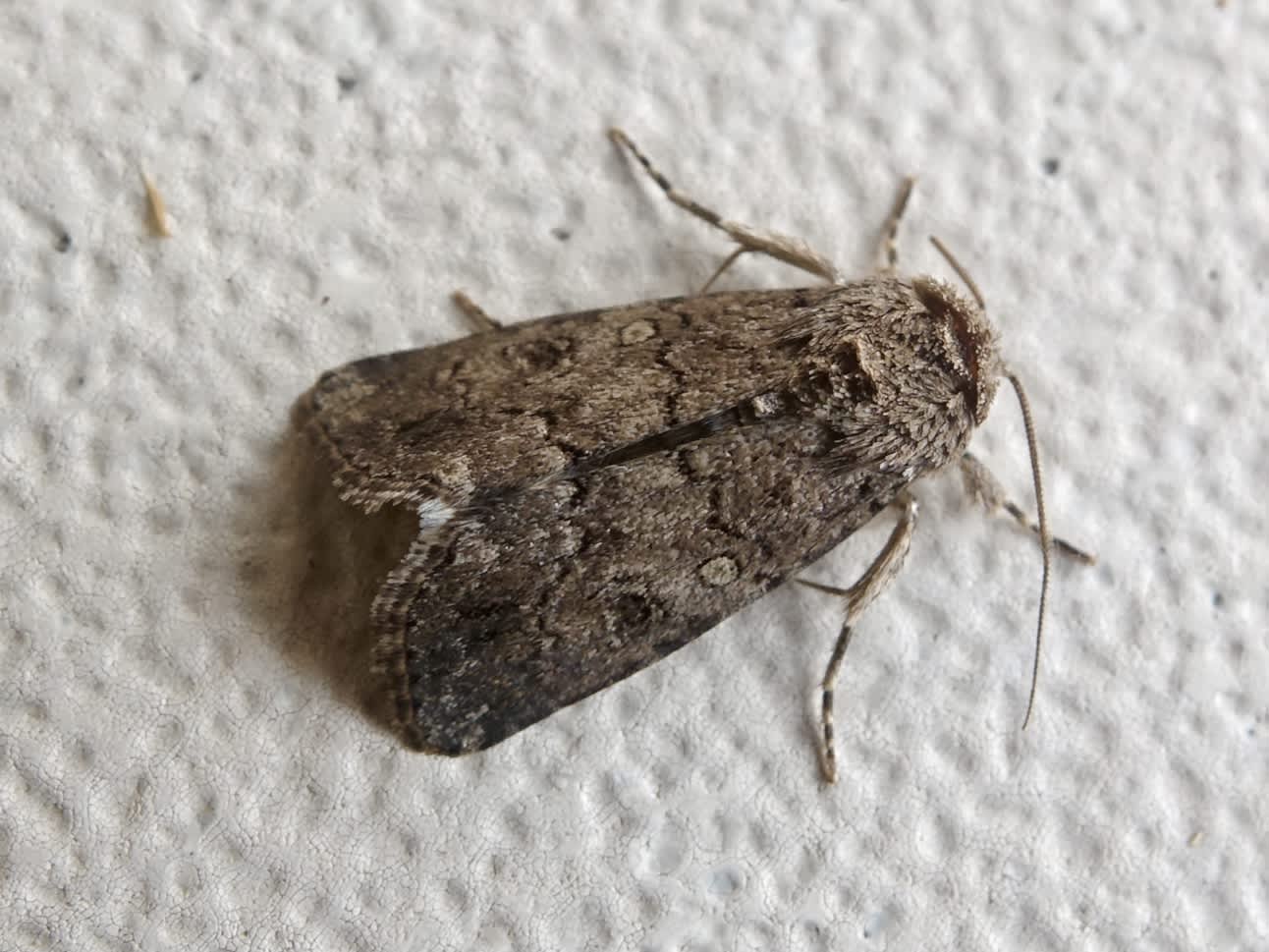 Dark Mottled Willow (Spodoptera cilium) photographed in Somerset by Sue Davies